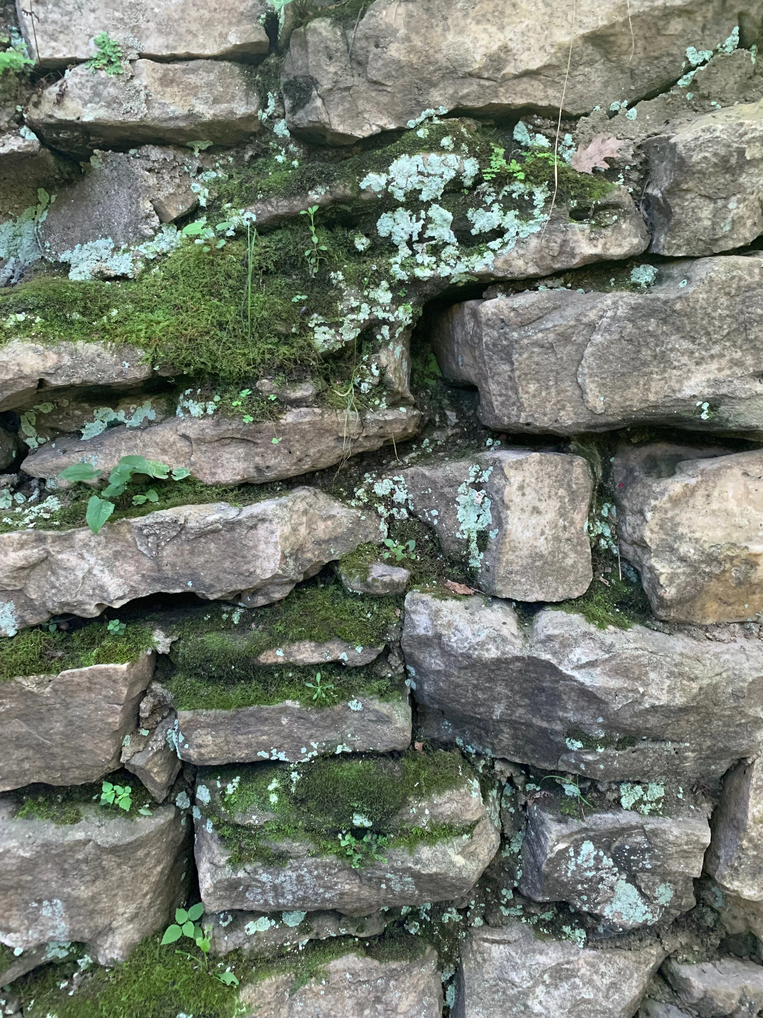 Close-up of a stone wall with moss, lichen, and small plants growing between the stones.