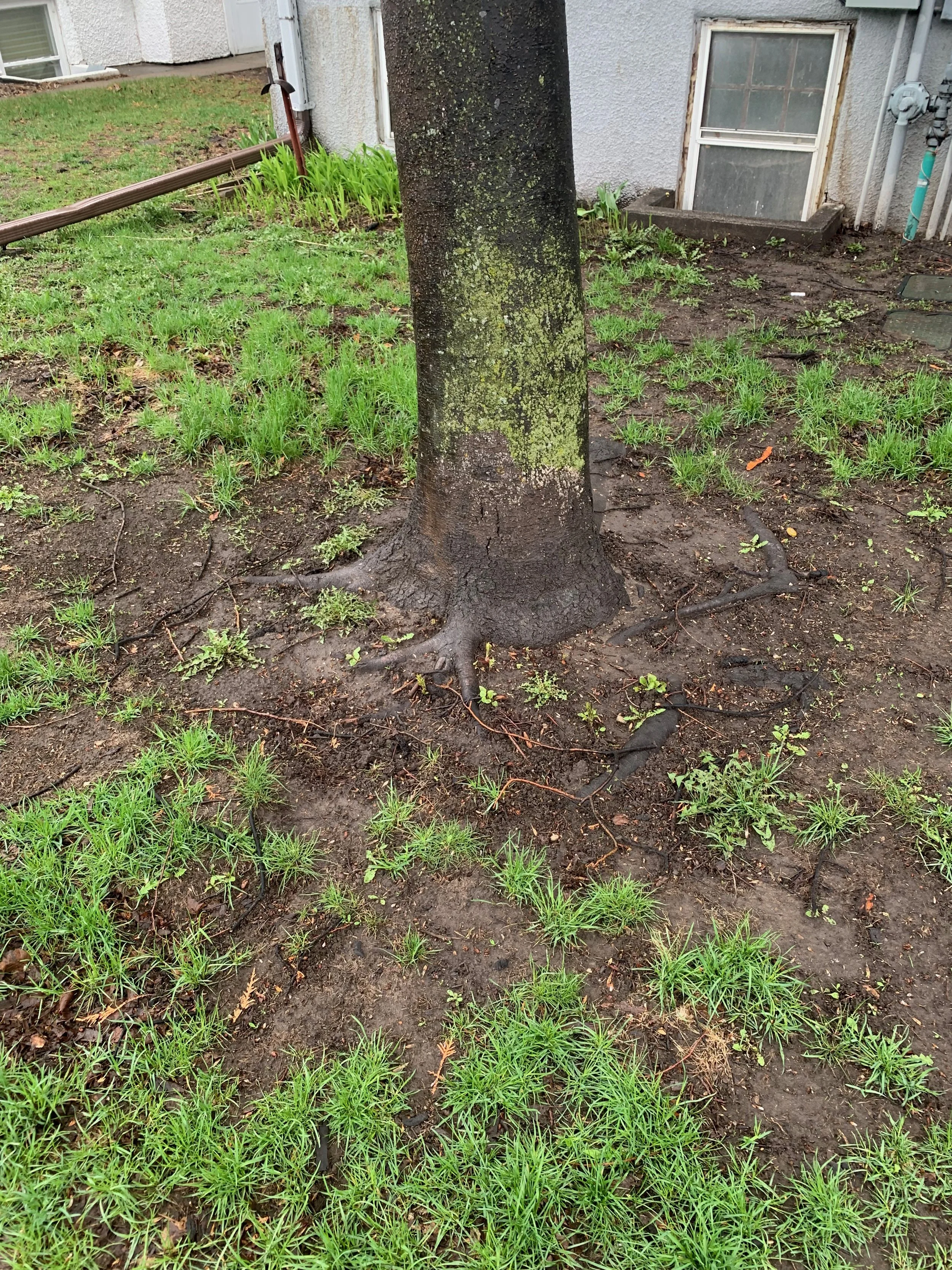 Tree with visible roots in soil near house with window and pipes.