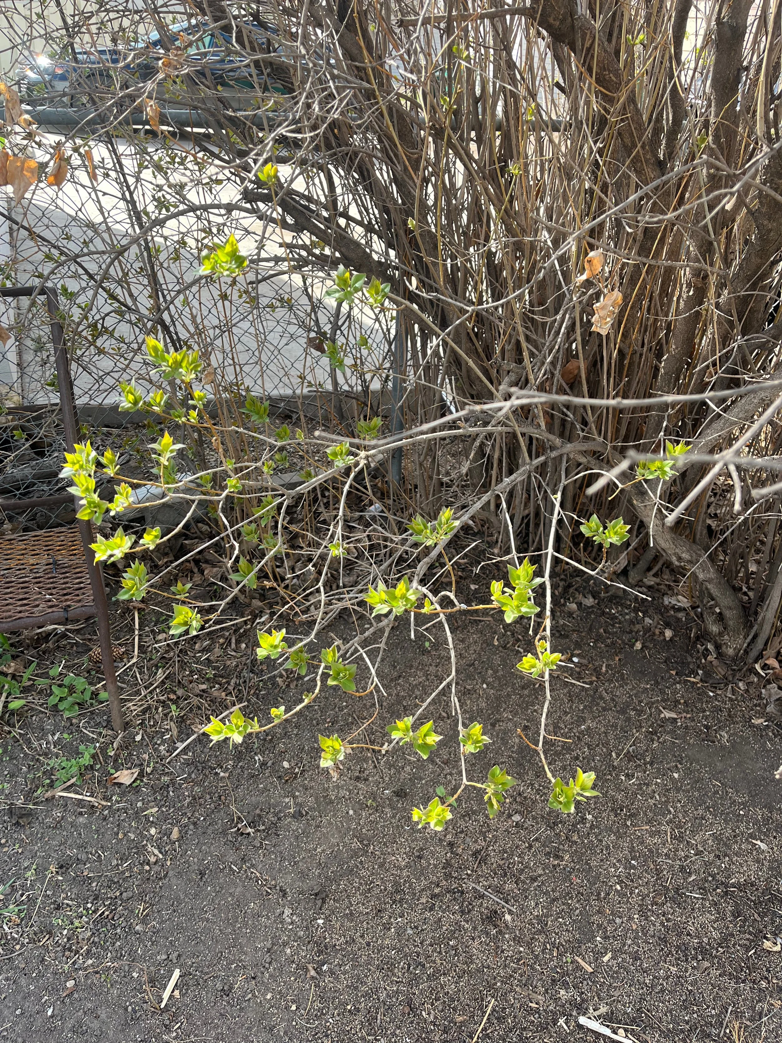 A small branch with green leaves extends over dark, bare soil. In the background, there are more leafless branches and a wire fence. Part of a garden or outdoor area with some structural elements and a few other plants.