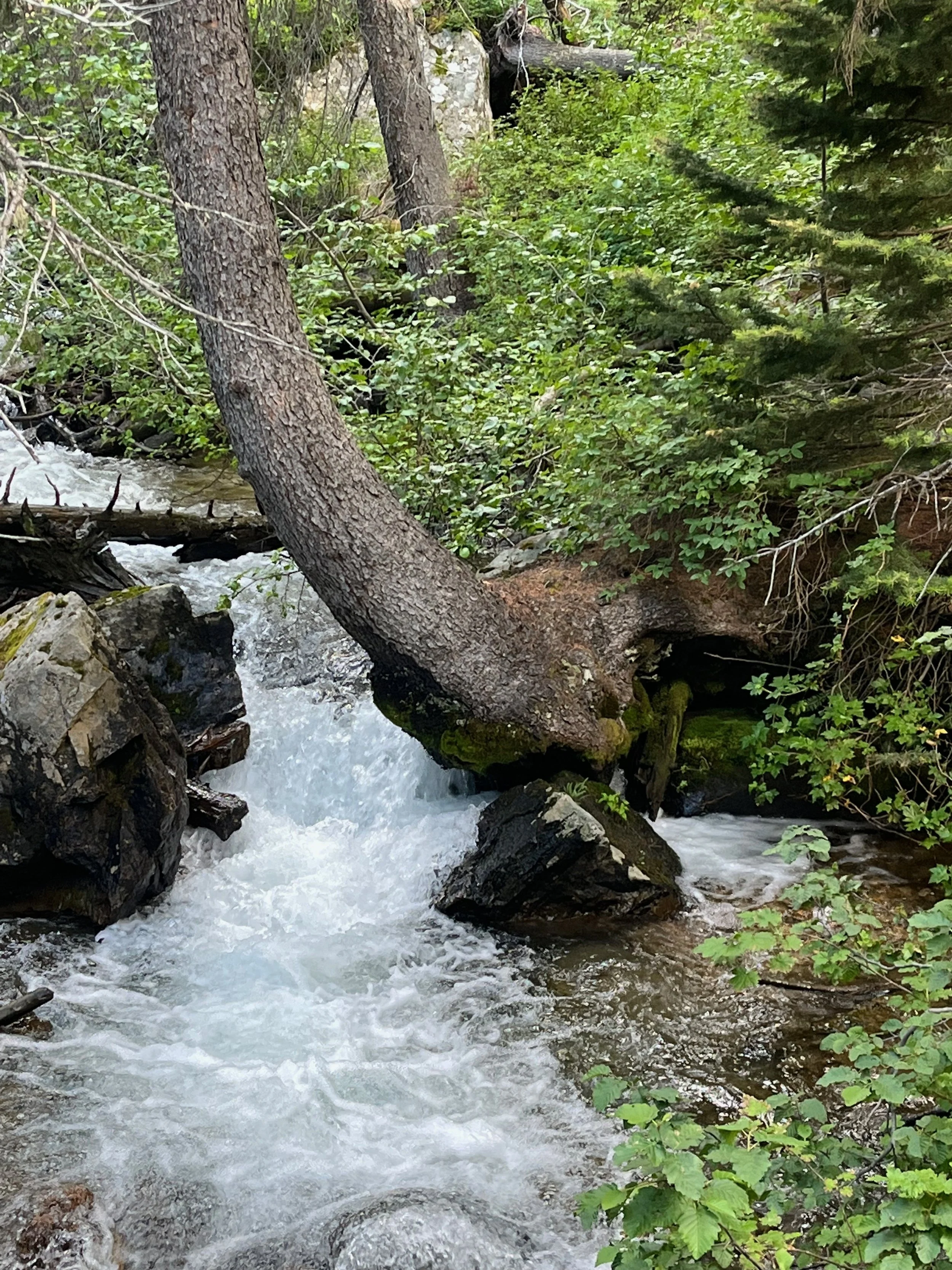 A small stream flowing through a forest with green trees and bushes, rocks, and moss-covered logs.