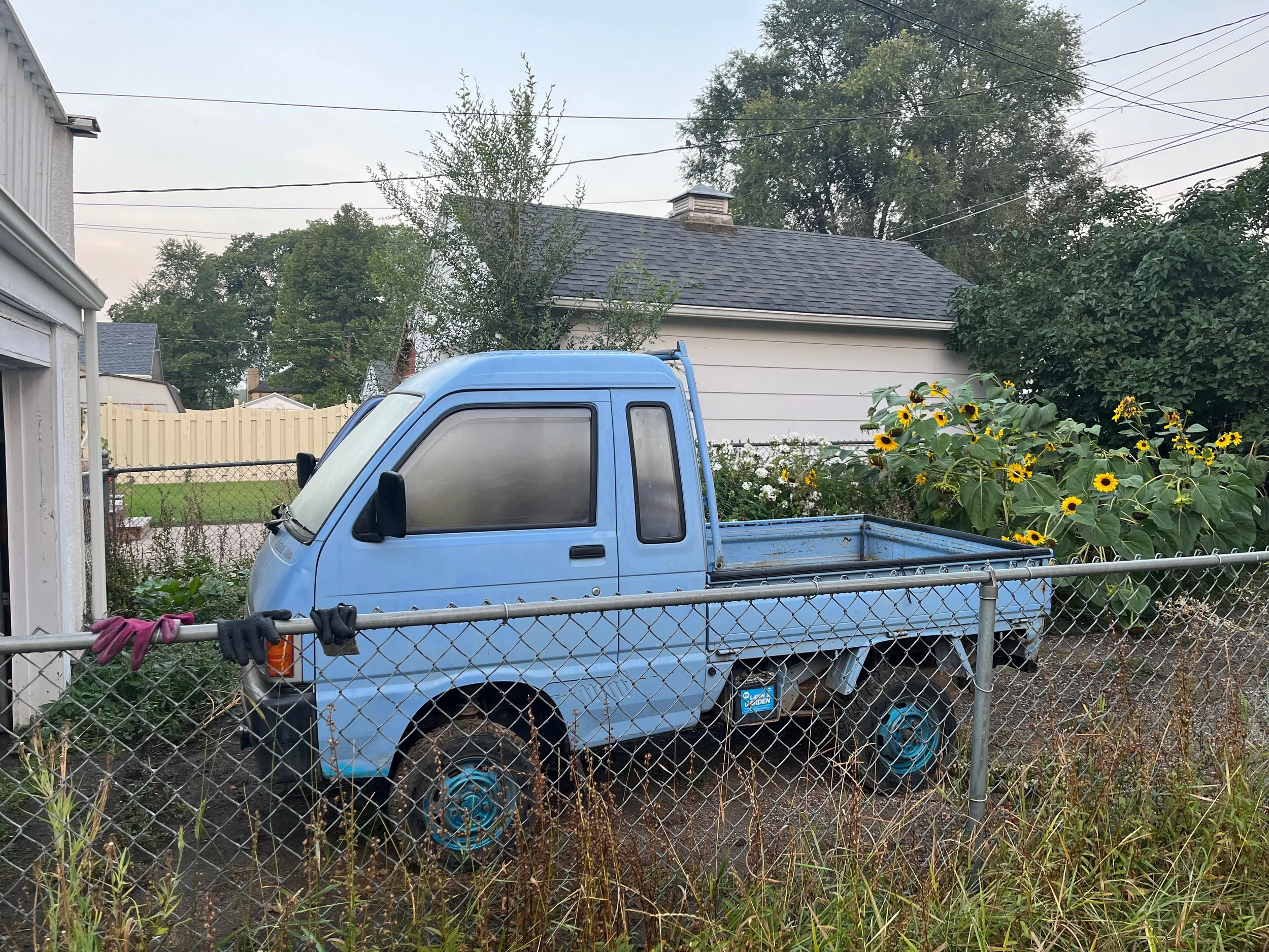 An old, light blue pickup truck parked behind a chain-link fence in a backyard. The truck is missing its front wheels and appears to be unused. There are sunflowers and other plants growing nearby, with a house and trees in the background.