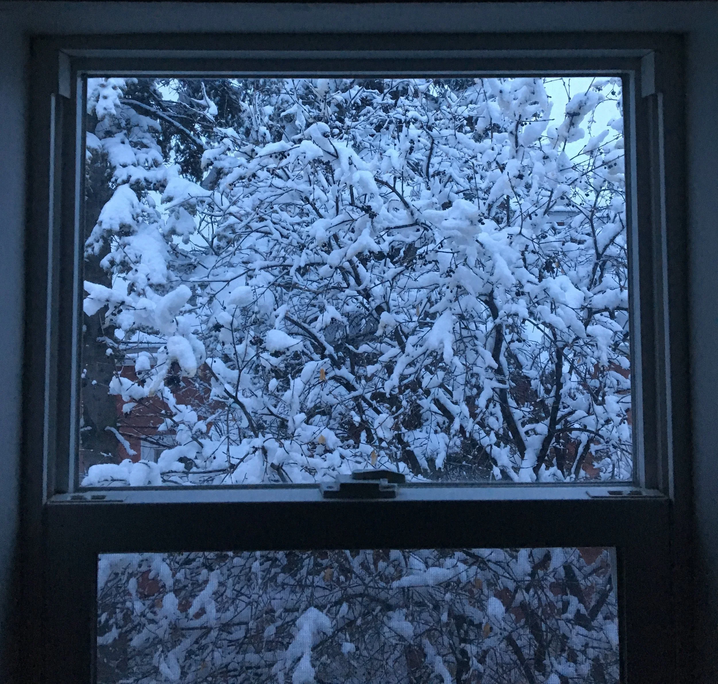 Snow-covered tree branches viewed through an open window in a winter scene.