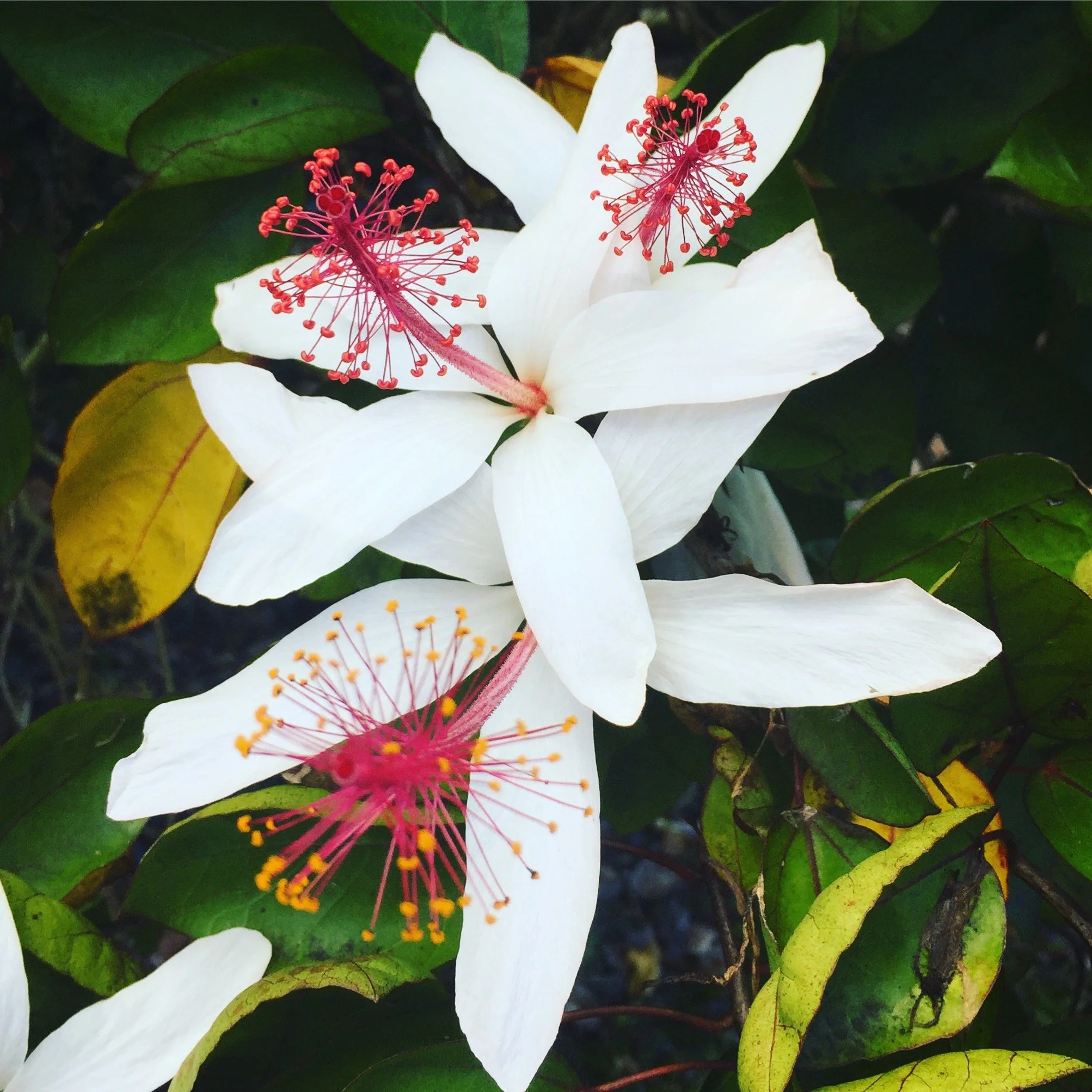 Close-up of white flowers with pink stamens and yellow-tipped pistils amid green leaves.