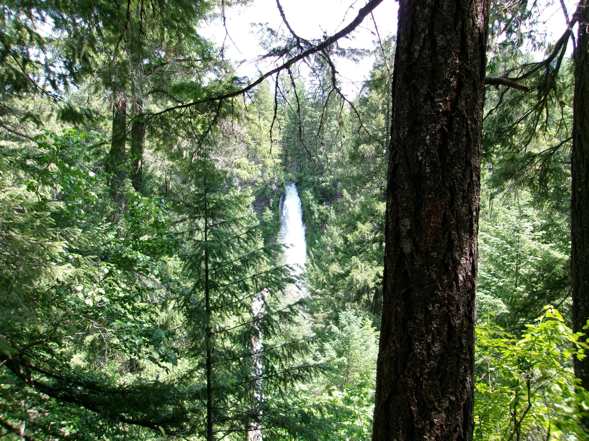 A dense forest with tall pine trees and a waterfall in the background.