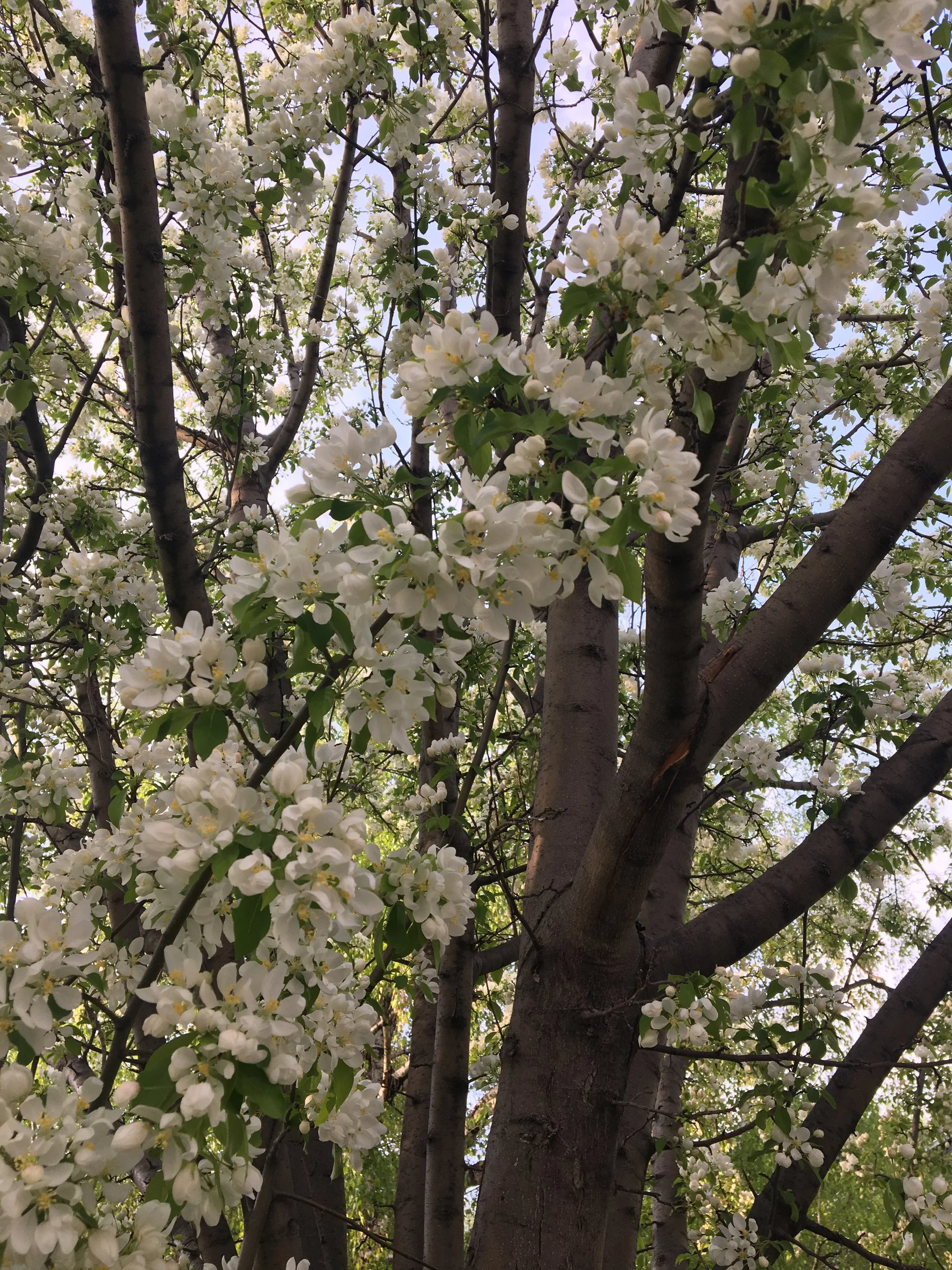 Blooming white flowers on a tree with green leaves and dark brown branches.