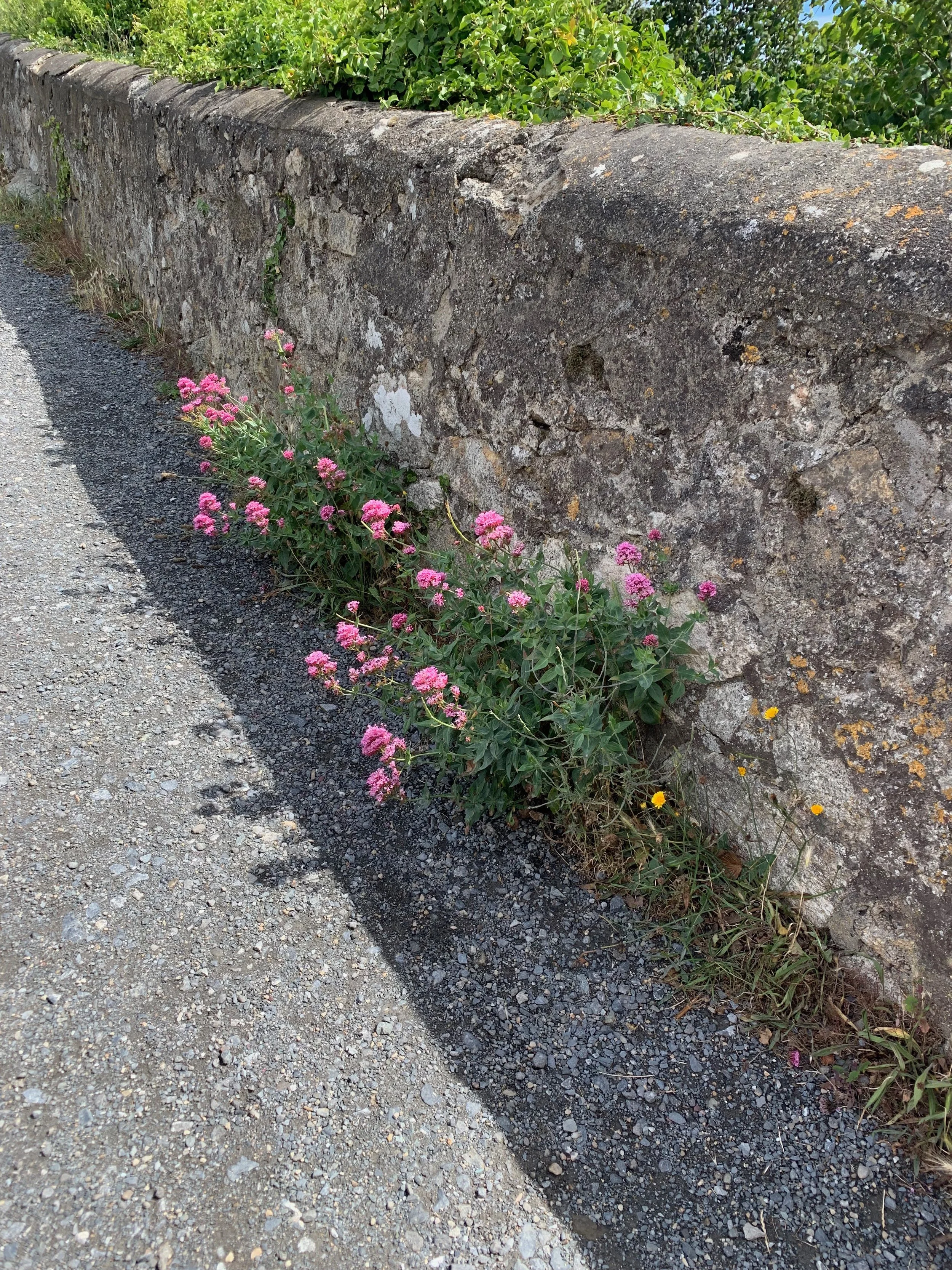 Pink flowers growing along the base of a old stone wall beside a gravel road.