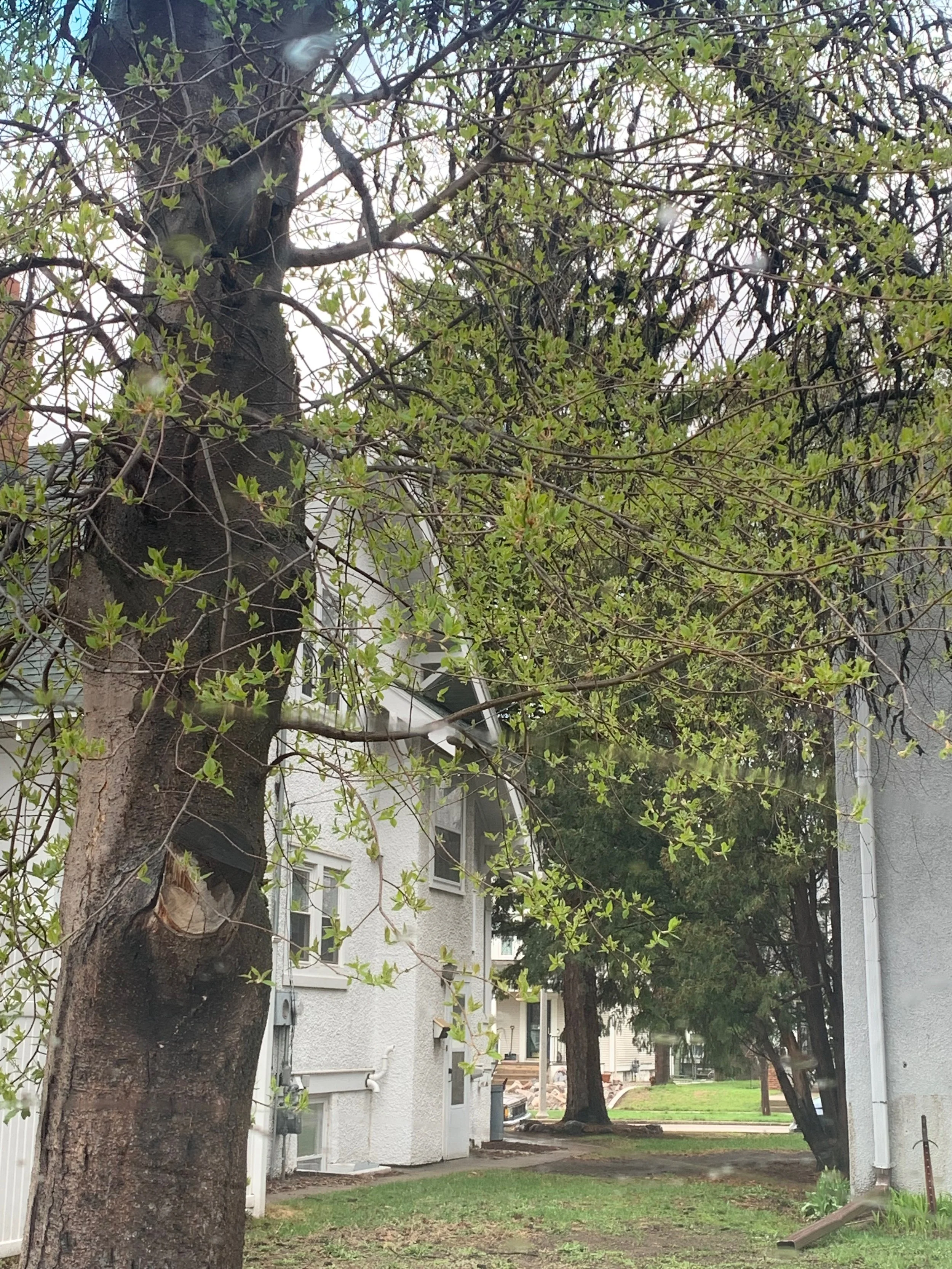 A residential area with trees and grass, showing part of a white building and parked cars in the background.