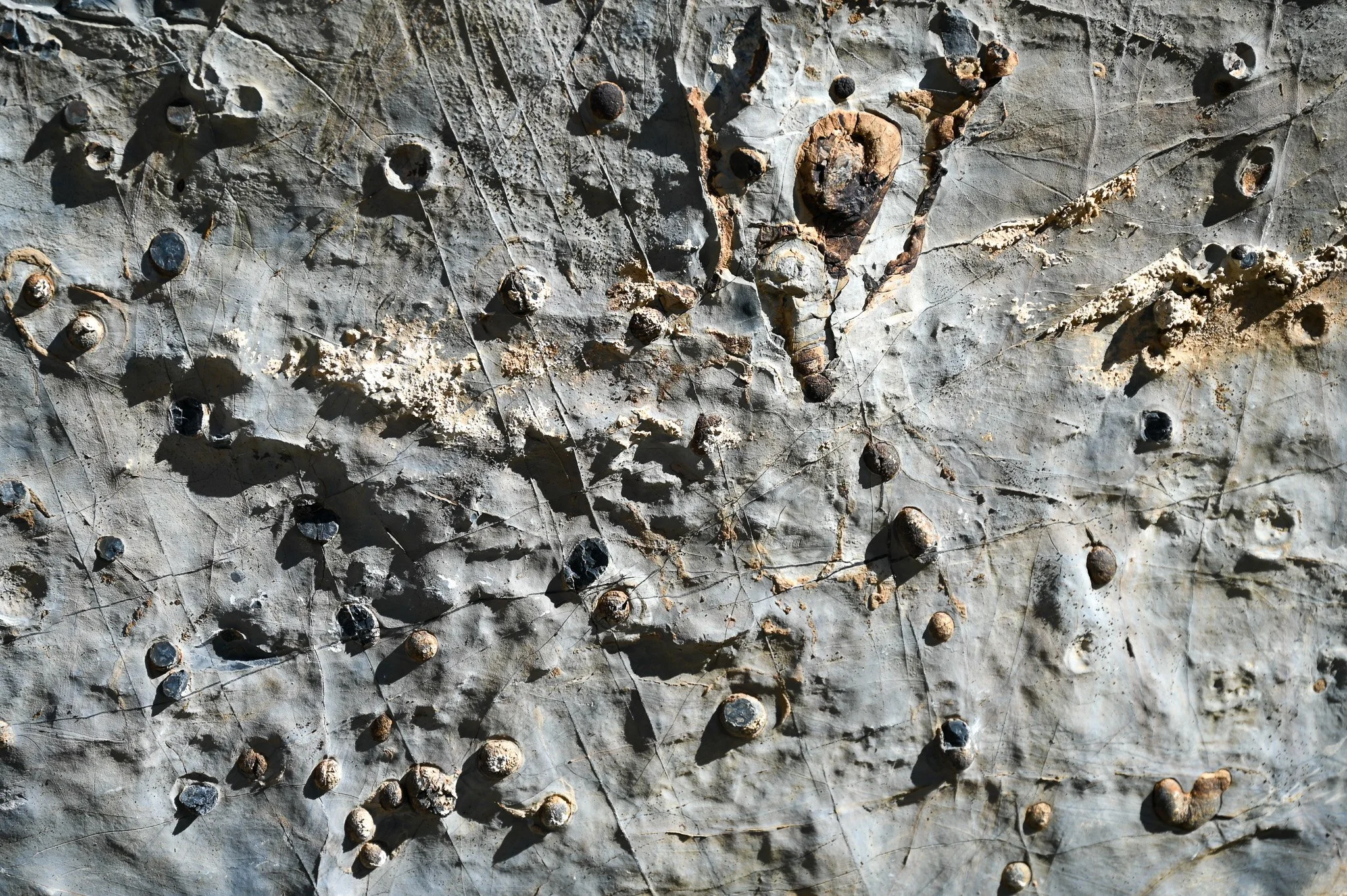  Fossils, likely bivalves, and boreholes. 