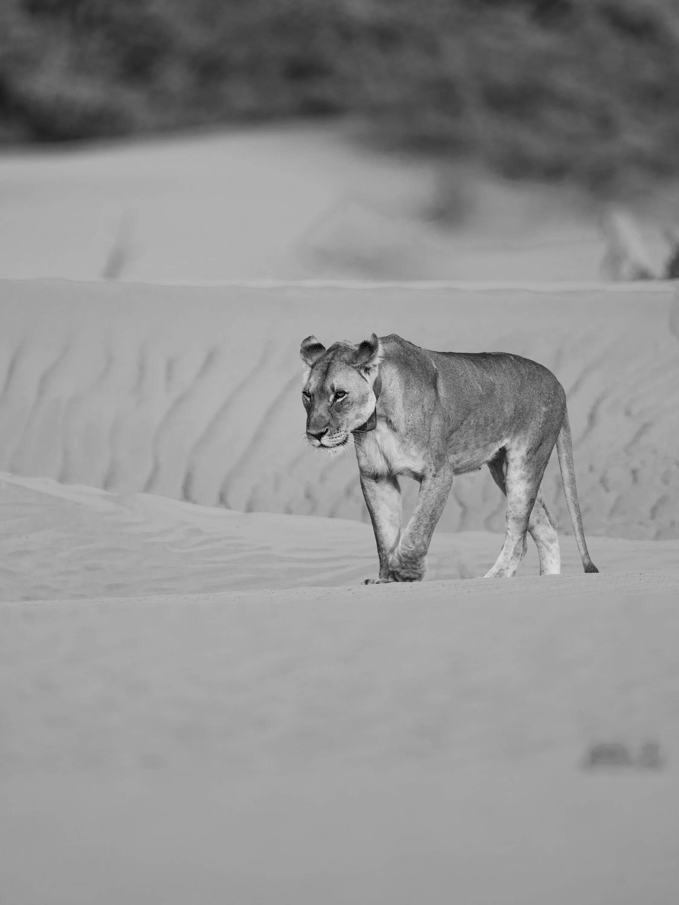 DSC_1451.jpg
