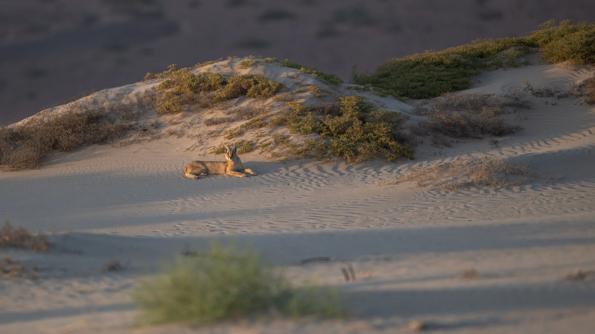 A rare and very special sighting of this caracal. 