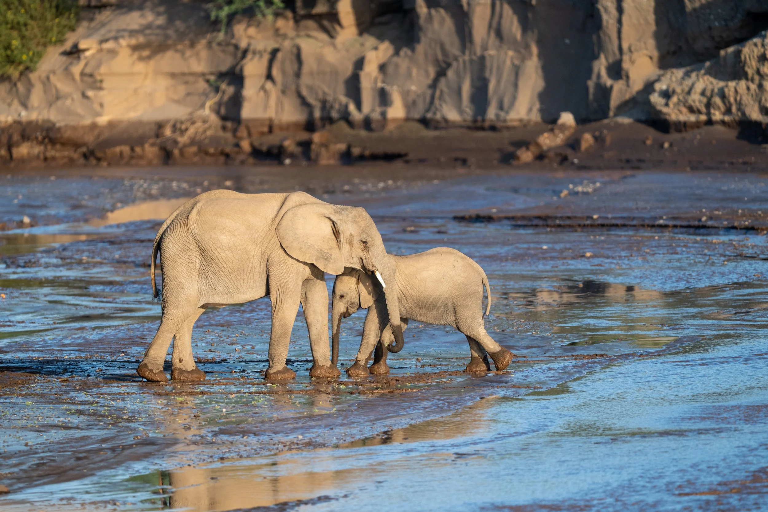 Desert adapted elephants enjoying a rare occurrence of water in the Hoanib River.