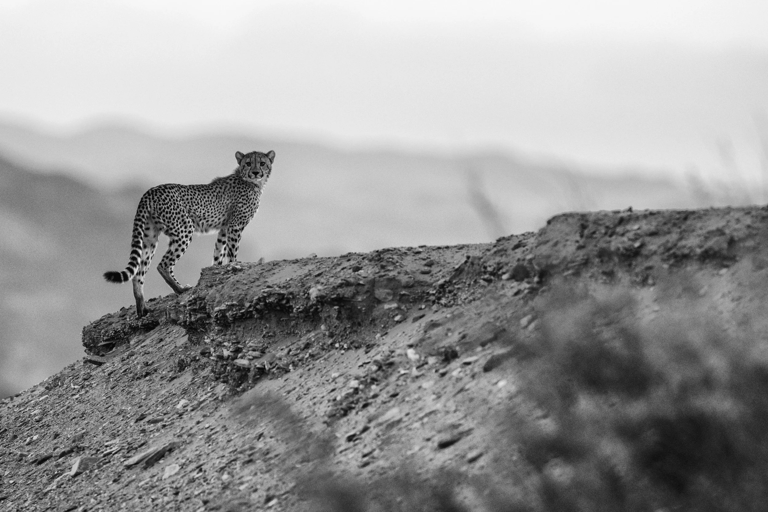 Leopard are also found in the Skeleton Coast