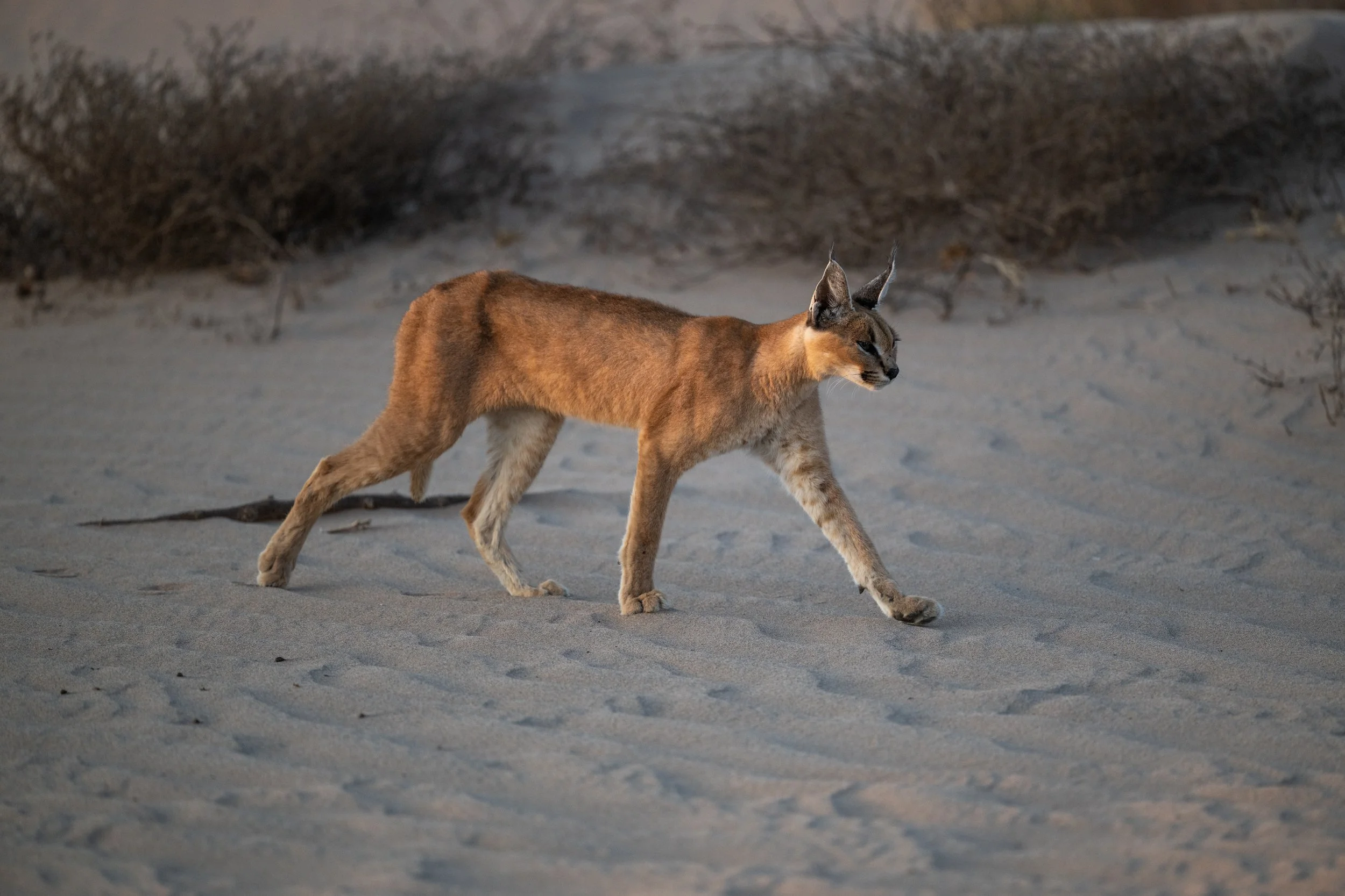 DSC_0961.jpg