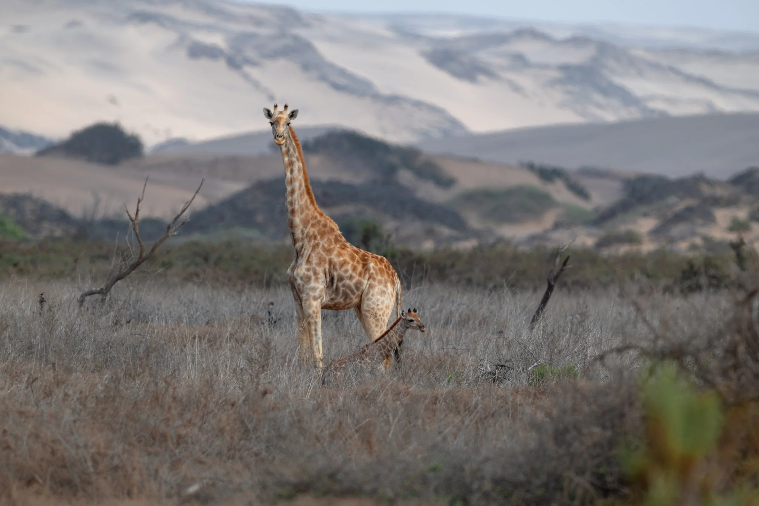 Giraffe mom and baby. They also call the Skeleton Coast home.
