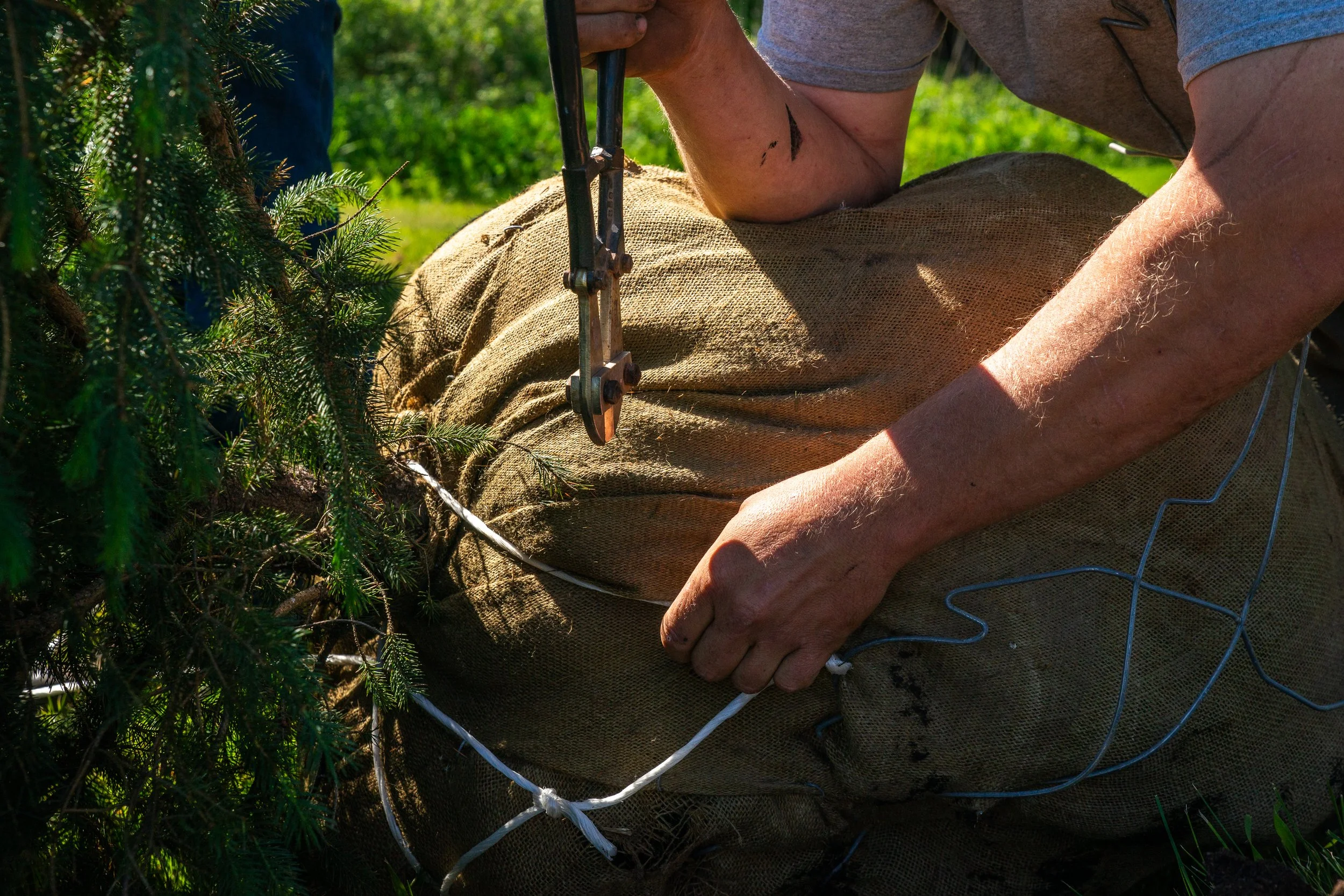 ManitoulinStreams_tree_planting-16.jpg