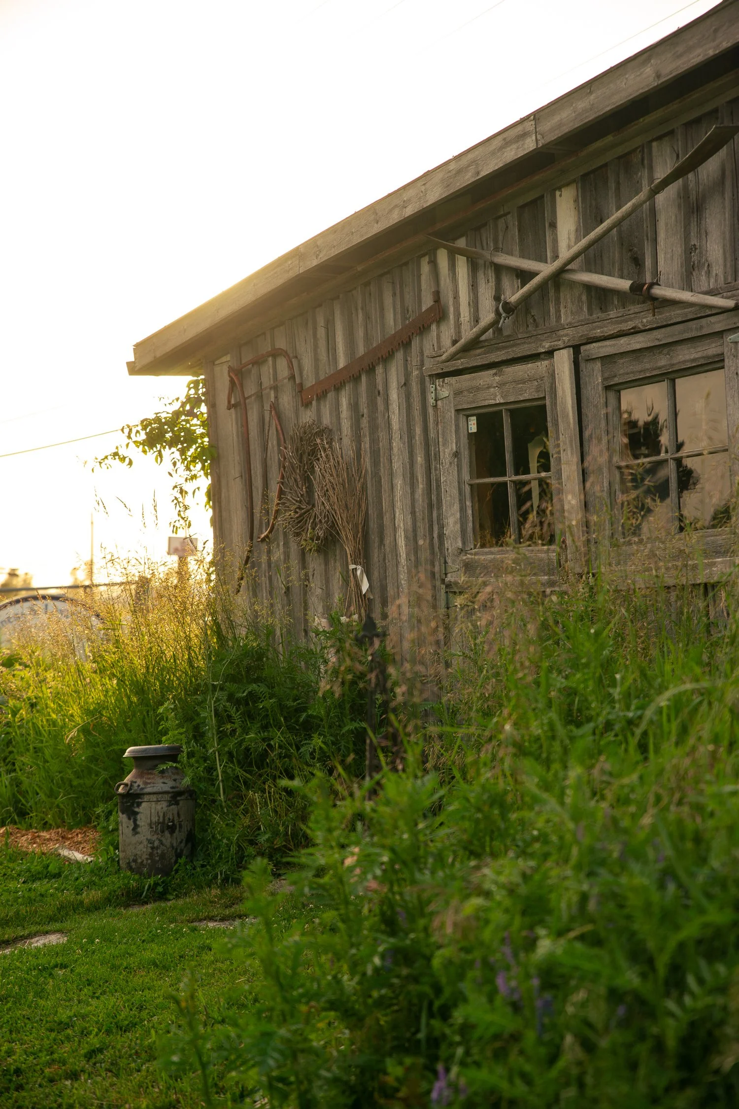 Rustic wooden shed or farmhouse with weathered wood siding, a small window, and garden tools hanging on the wall, surrounded by tall grass and plants in a rural setting during sunset.