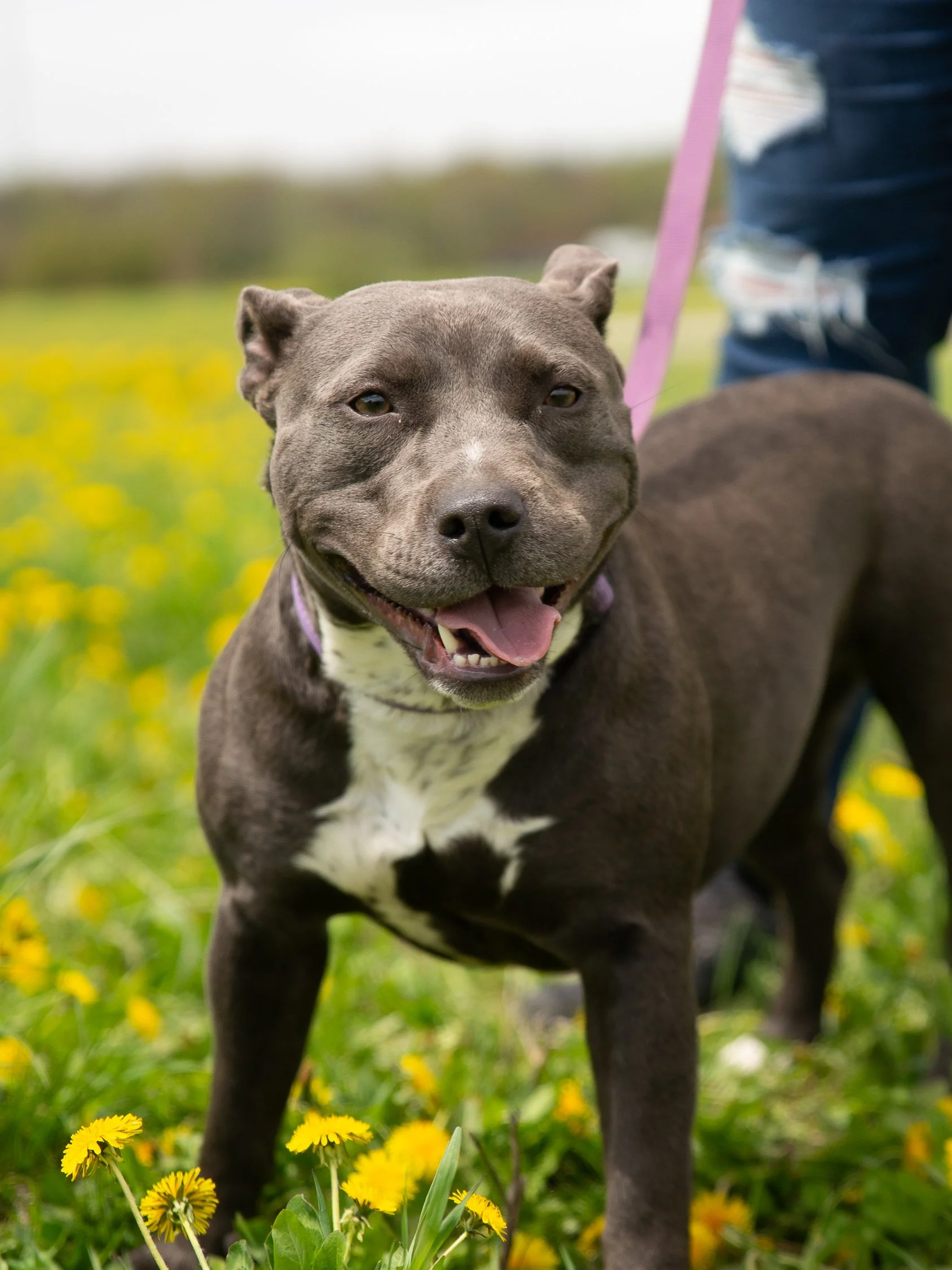 May 17, dogs-01.jpg