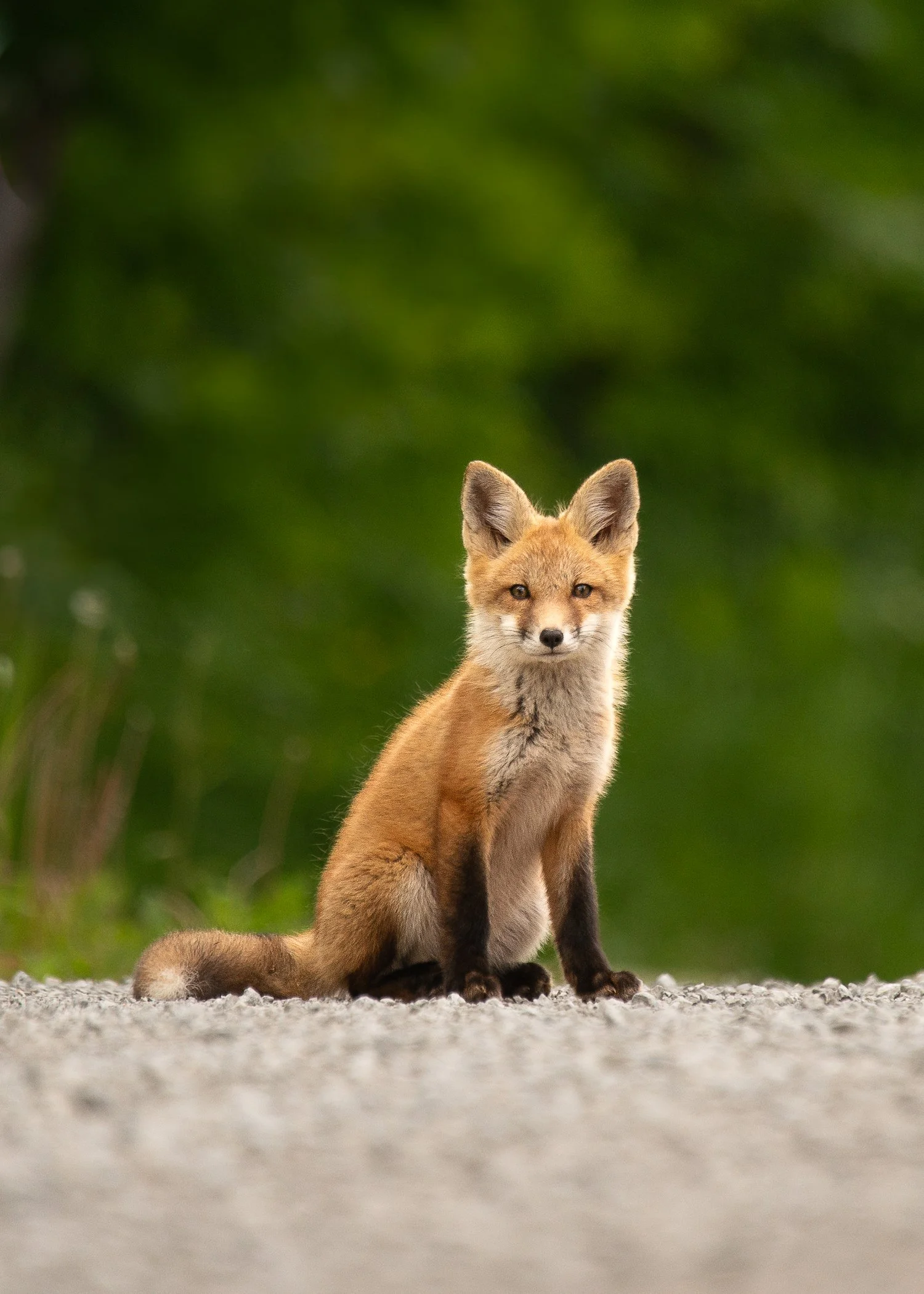 A young fox sitting on a gravel path with a blurred green background.