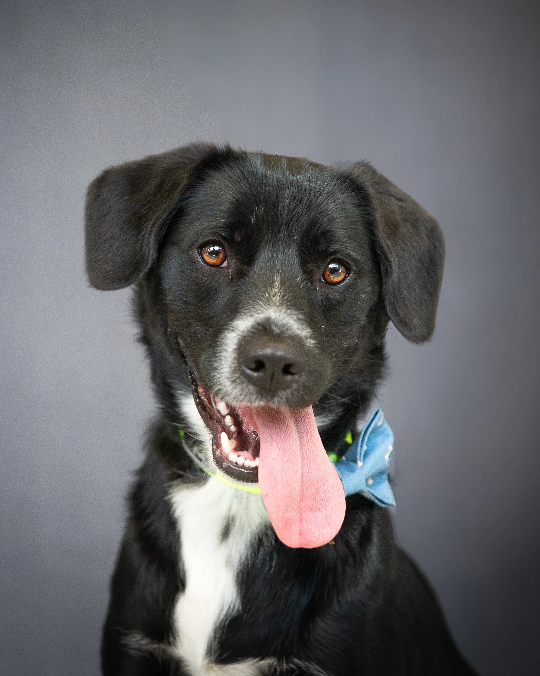 PetMinis_LowerRes-13.jpg