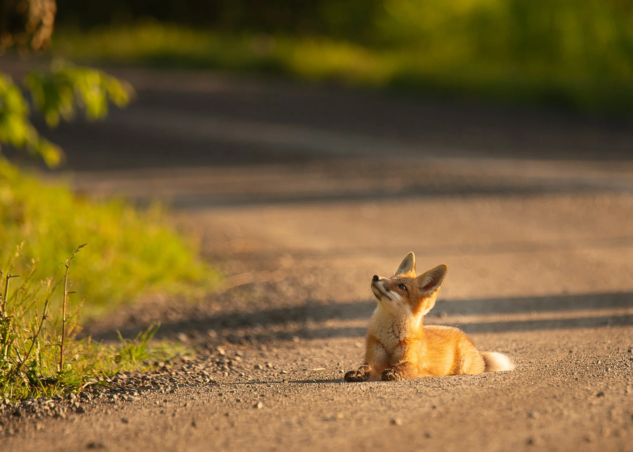 A curious fox laying on a dirt path or road surrounded by green grass during golden hour looking up at something in the trees or air