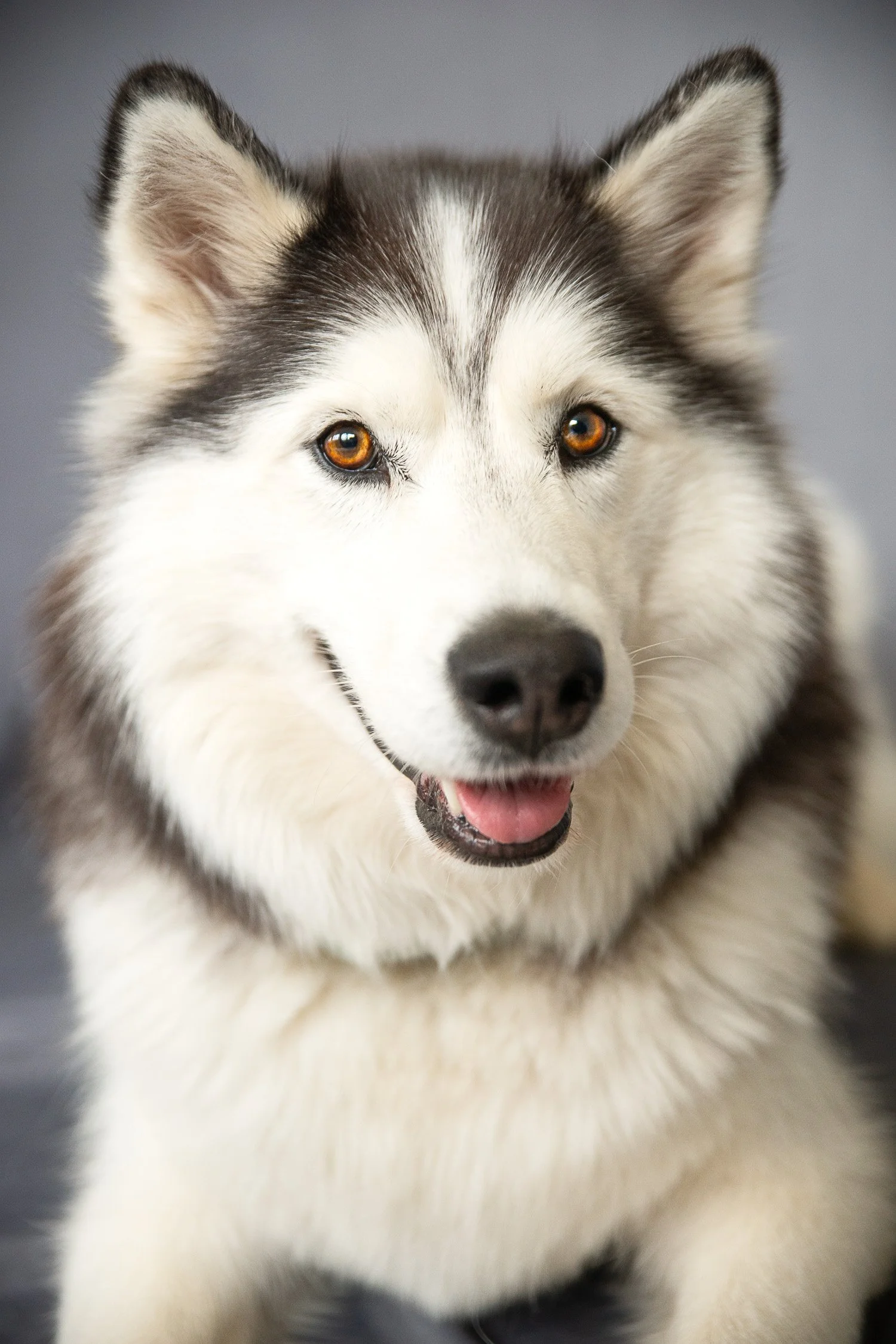 PetMinis_LowerRes-02.jpg