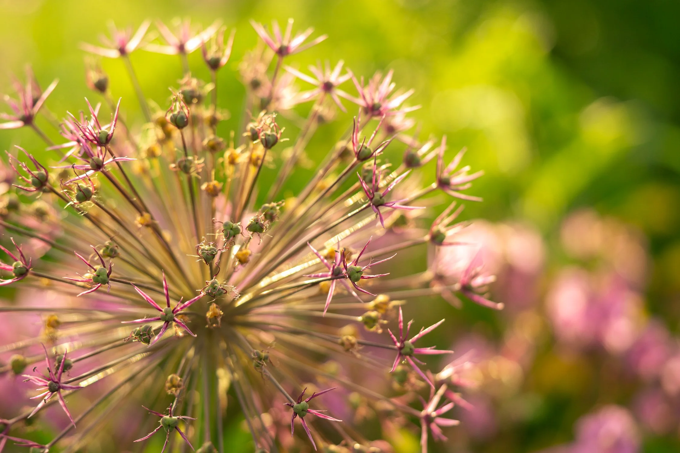 Close-up of a spherical allium flower with pink star-shaped petals and green buds, set against a blurred green and pink background with warm light from the setting sun illuminating the scene