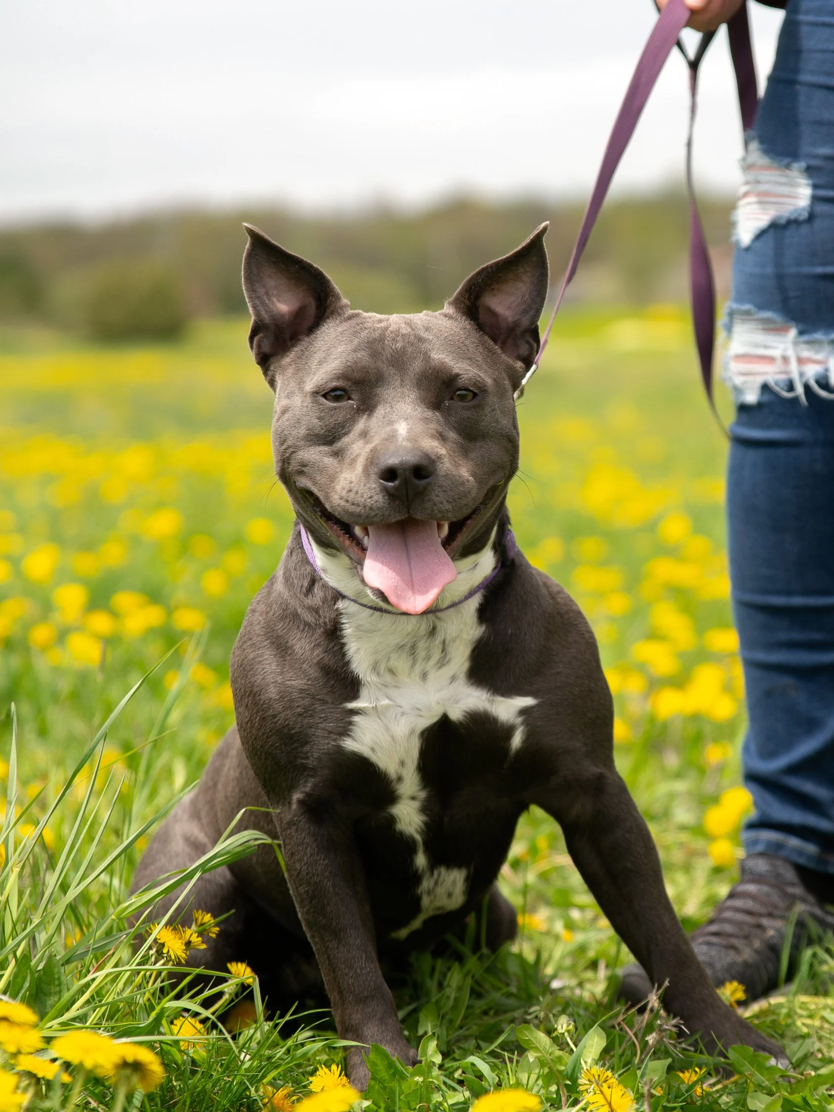May 17, dogs-02.jpg