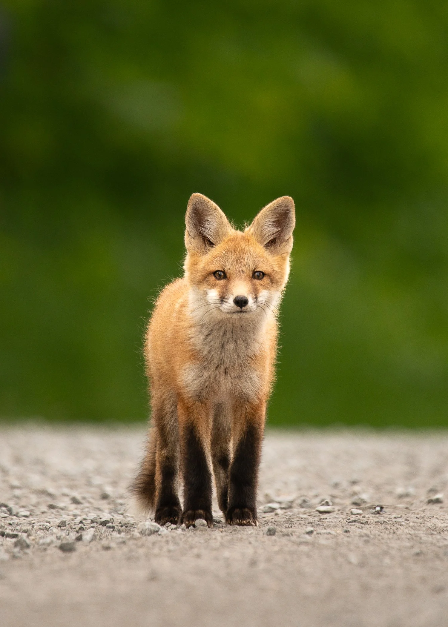 A young fox standing on a gravel surface with a blurred green background looking at the camera