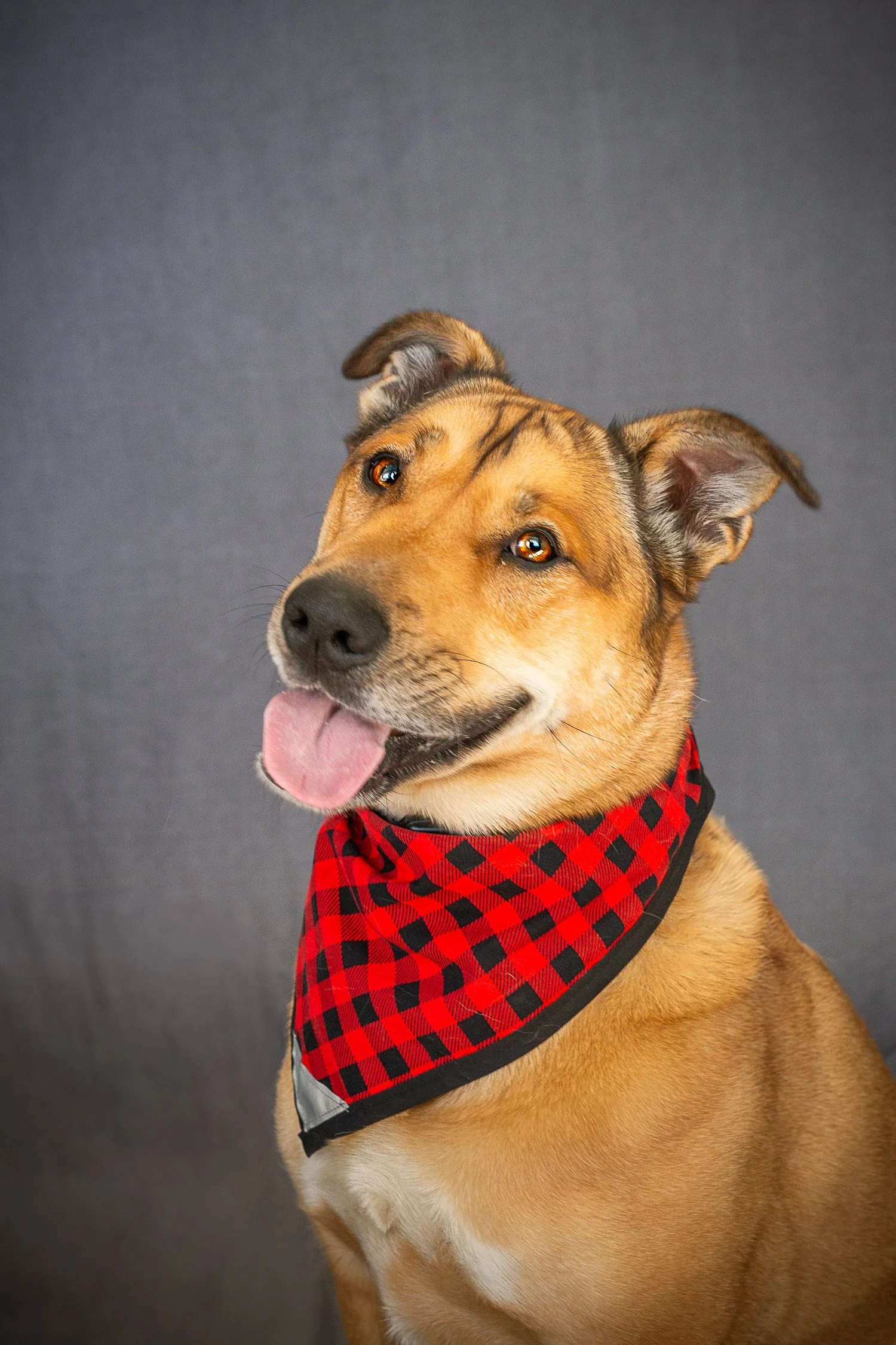 PetMinis_LowerRes-07.jpg