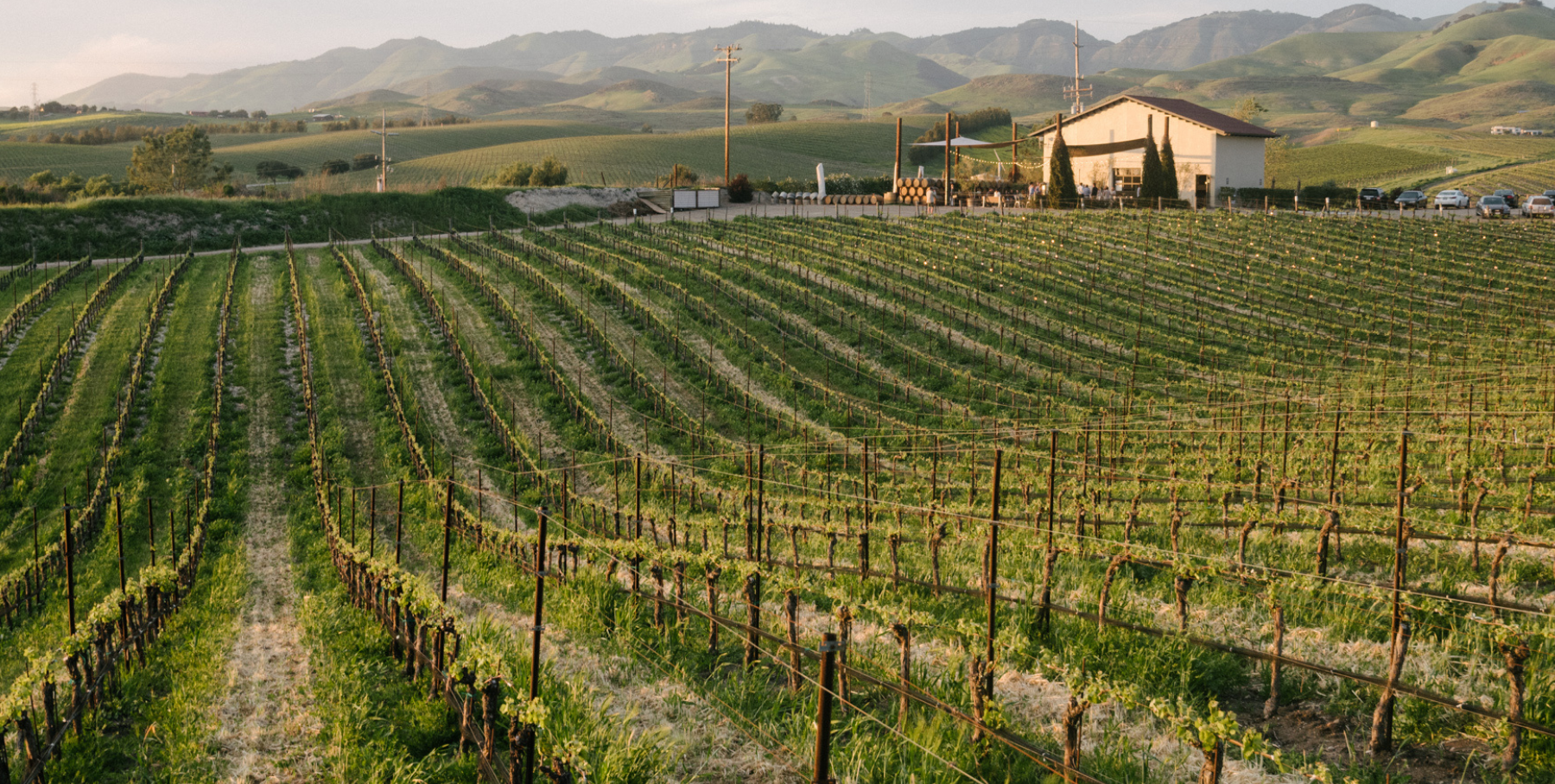 Chamisal-website-Vineyard-banner.webp