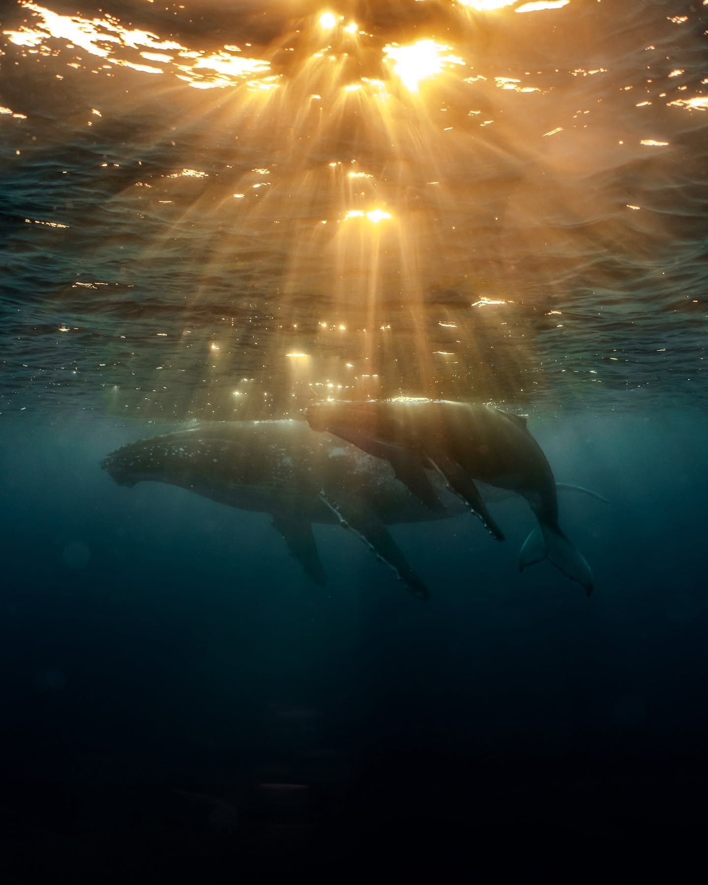 On this day we had the privilege of seeing a Humpback calf and mother resting at the surface during a spectacular sunset. Unforgettable 🐋

#sonywildlifephotography #hdr #natgeoyourshot #humpbackwhale #moorea #frenchpolynesia #wildlifephotography