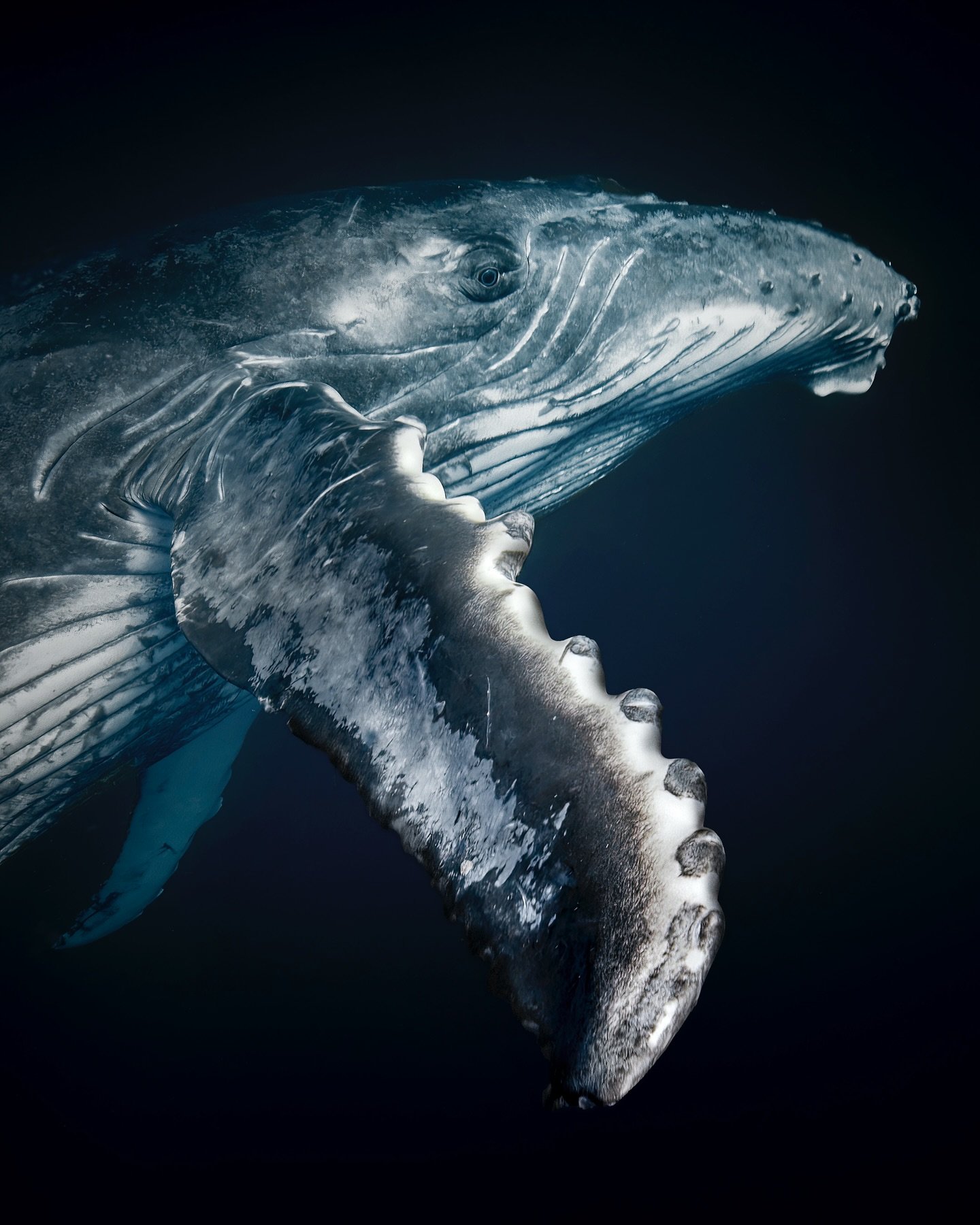 A wonderful memory with a Humpback whale calf in French Polynesia.