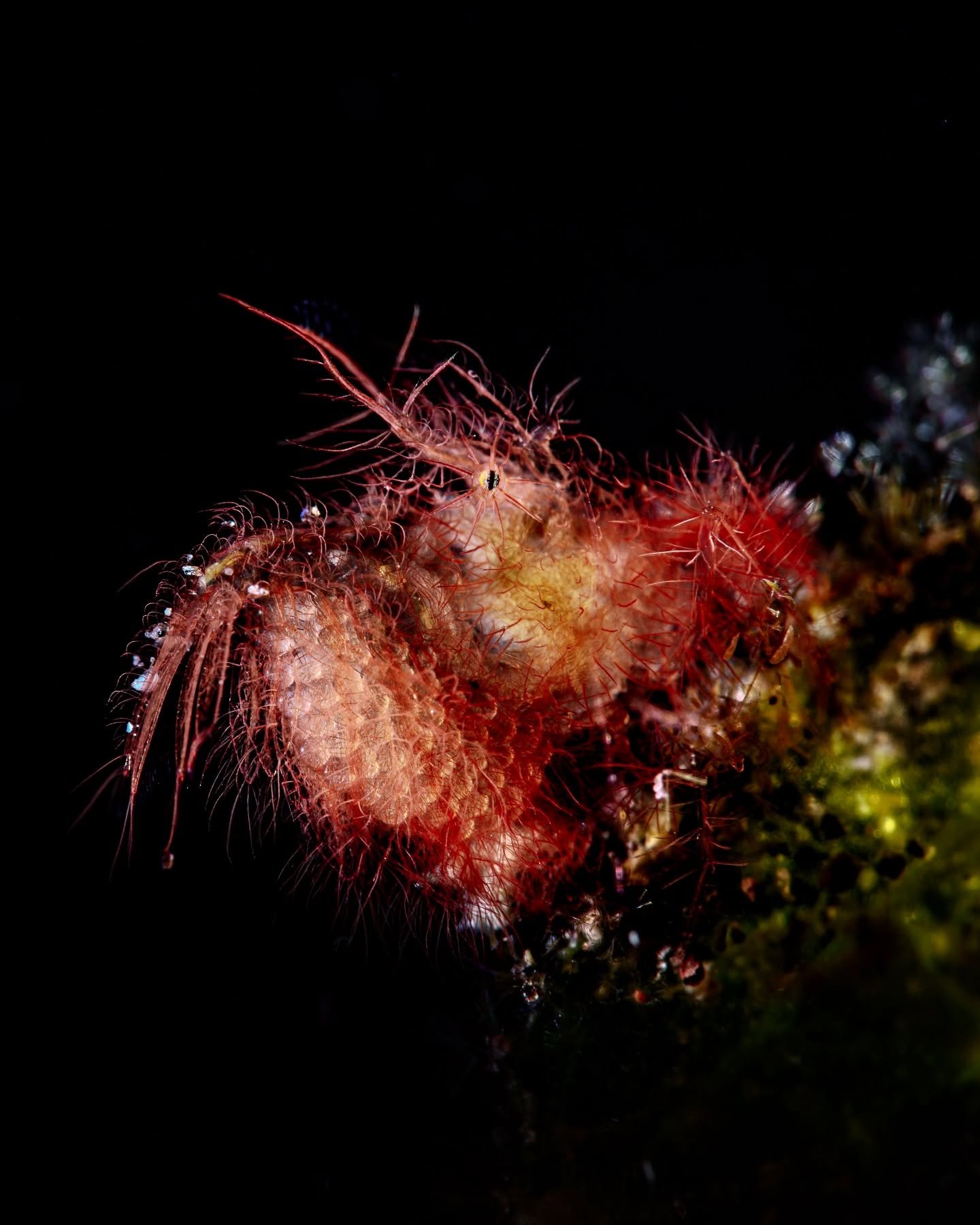 Tiny wonders of the Indian Ocean.

Underwater macro photography is so challenging, but when things go right it&rsquo;s super rewarding. I spent several days and multiple dives trying for that image of the Hairy Shrimp holding its eggs. It&rsquo;s sma