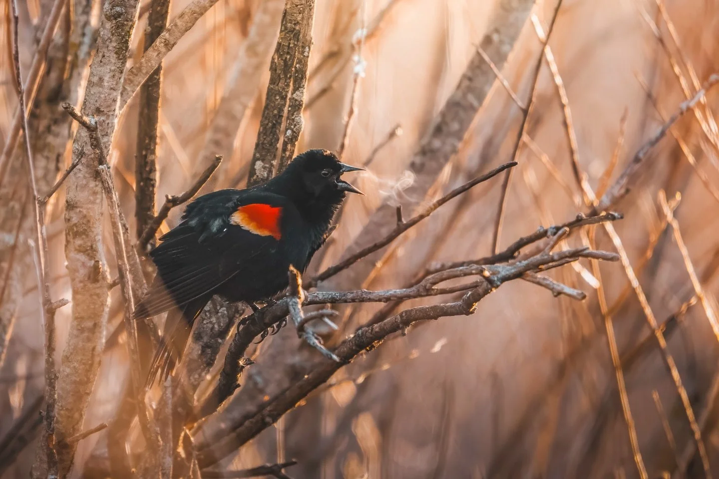 Here it is&hellip;my top birds of 2025 🐤