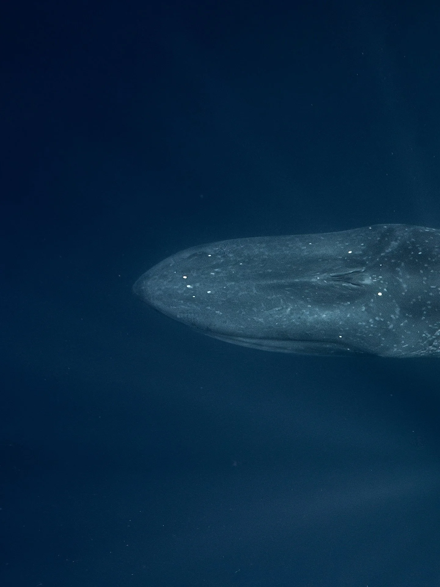 The waters of Timor Leste have one of the world&rsquo;s highest concentrations of marine mammals. During migration season this area becomes a superhighway of hundreds of Pygmy Blue Whales as they make their epic journey from the Banda Sea to southern