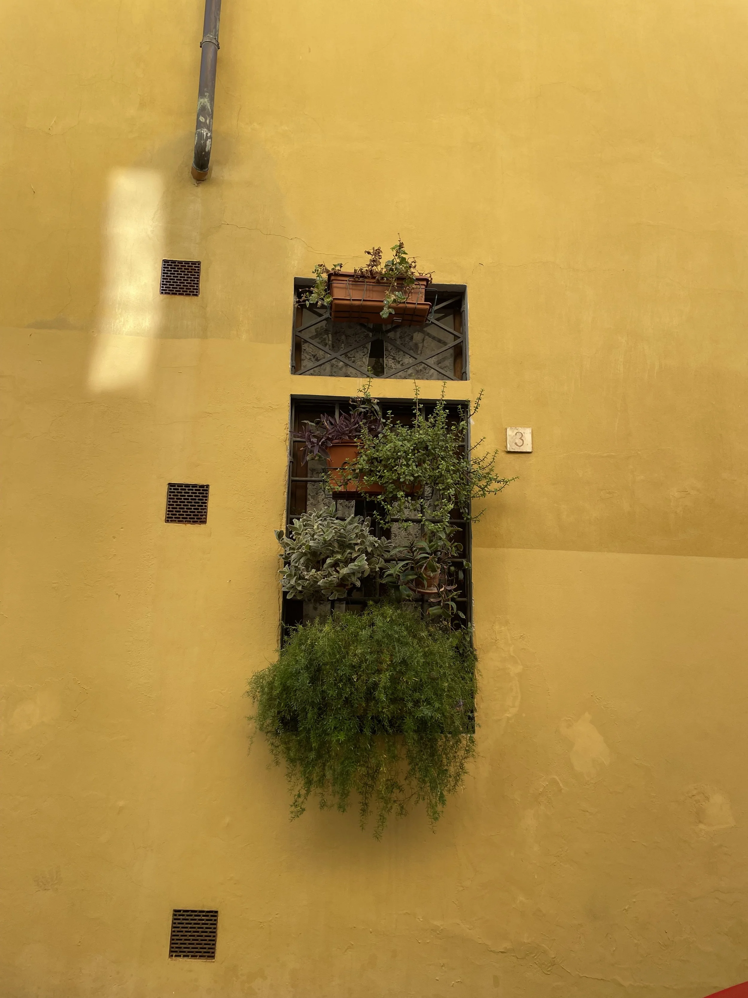 IMG_7282.jpeg