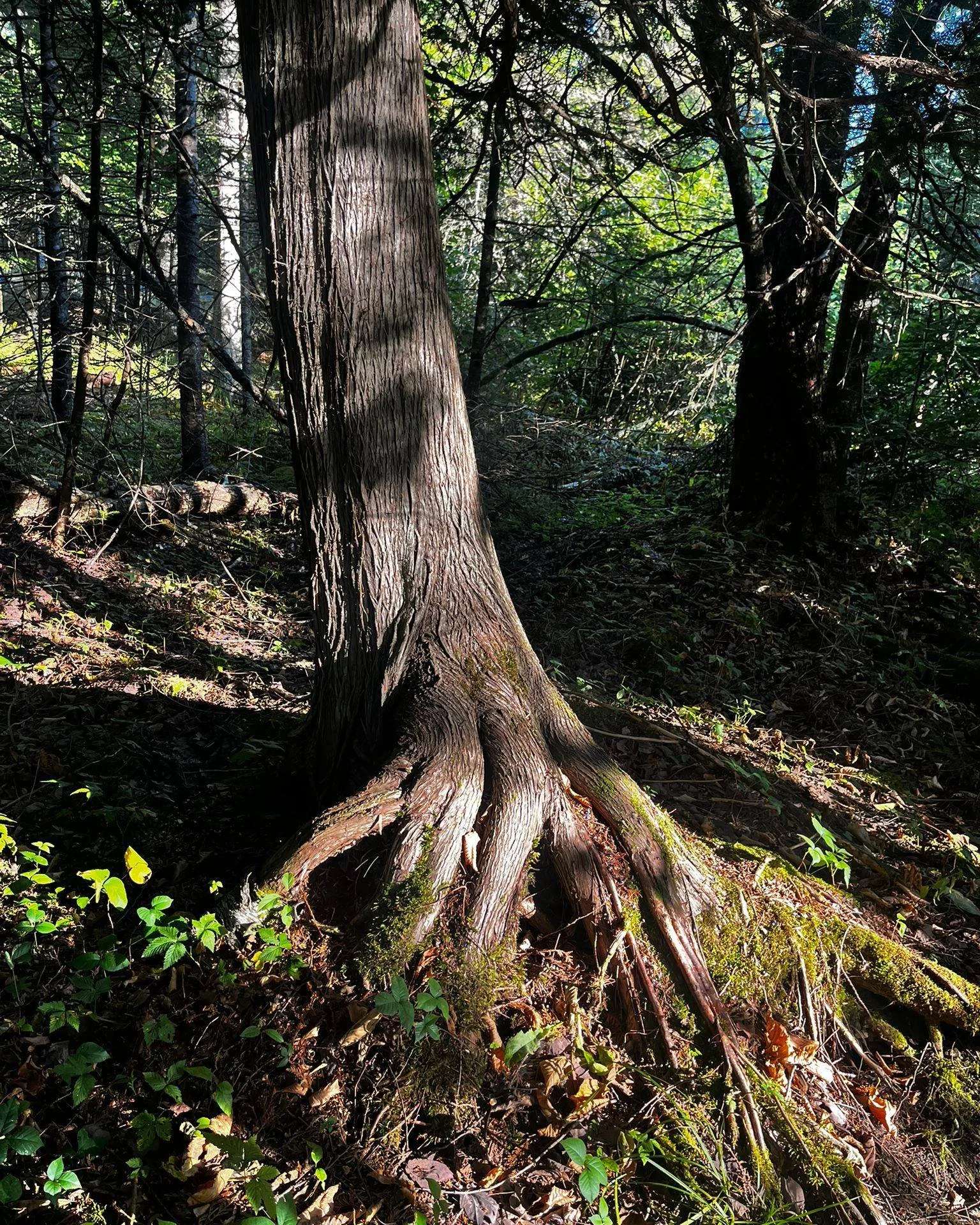 The more we ground, the higher we grow.

This tree reminds us of what embodiment really is
to ground ourselves in the earth,
to anchor into presence,
and to trust that from our roots, we can grow tall and free.

Remember sister, you are already roote
