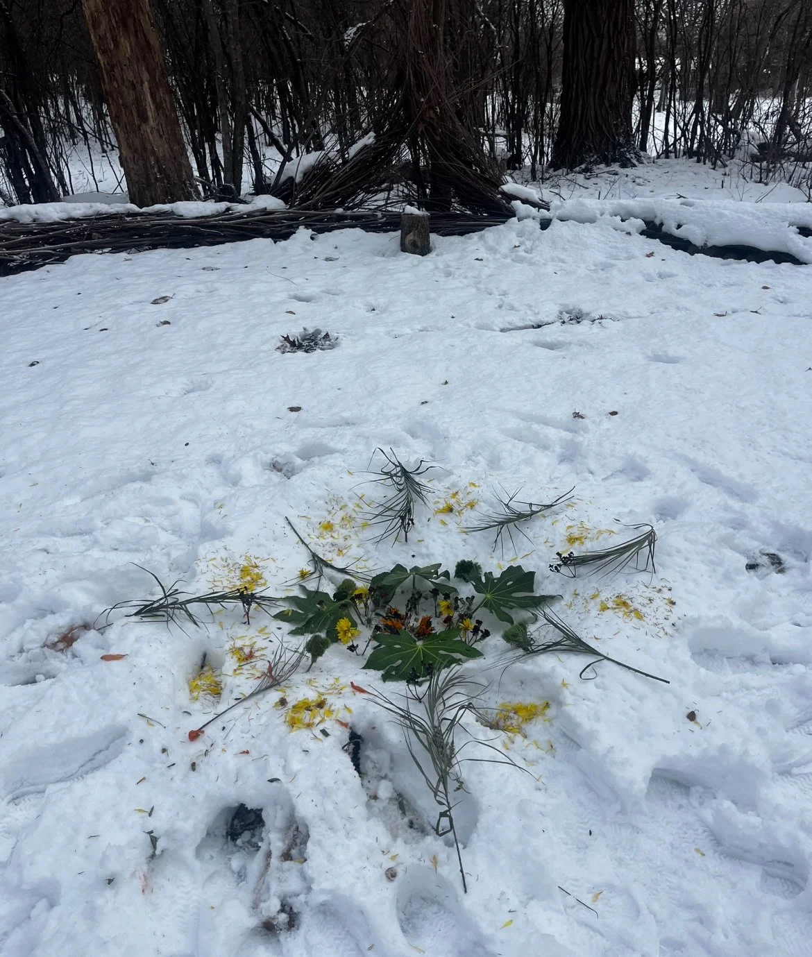 Wisdom of Winter