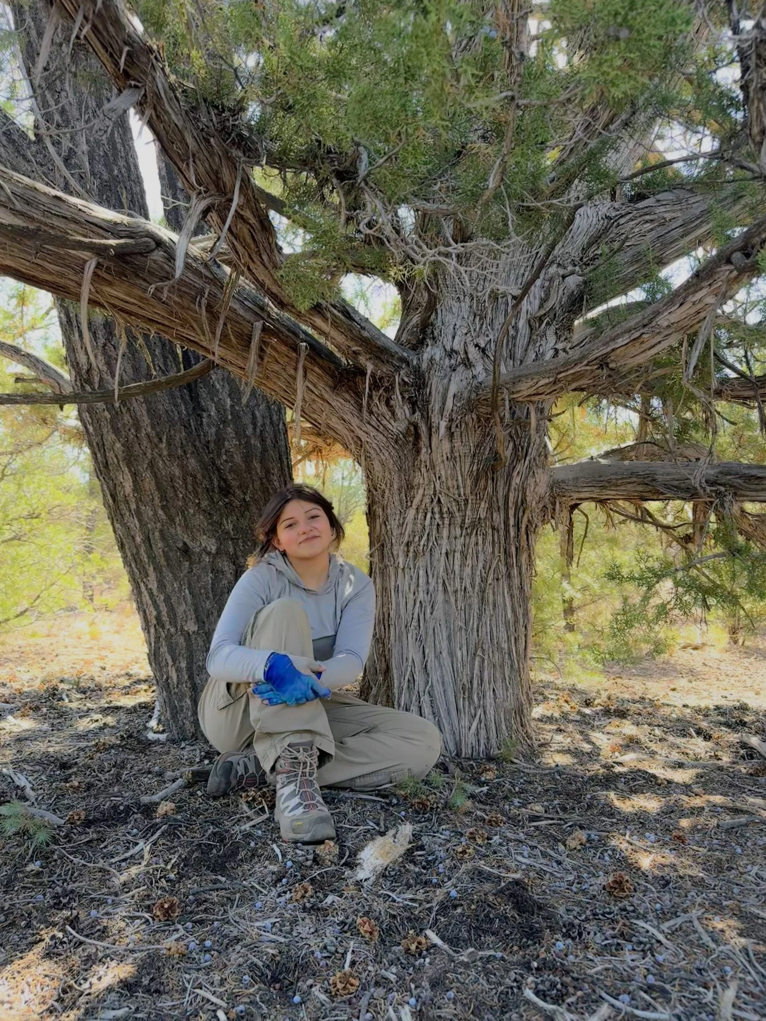 Meet the lab! 

Introducing Alexia Markoutsis; A Masters Student in Environmental Sciences &amp; Policy

Alexia is a second year masters student in the Lab of Conservation Ecology (LCE), with a project focus on Emory oak Trees and their interactions 