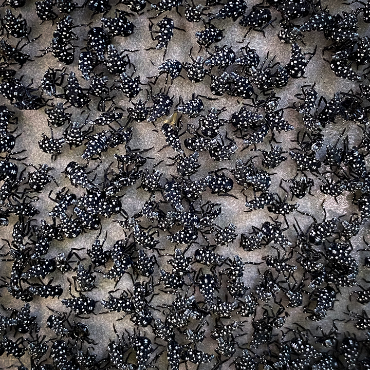 Chinese spotted lanternfly invasion