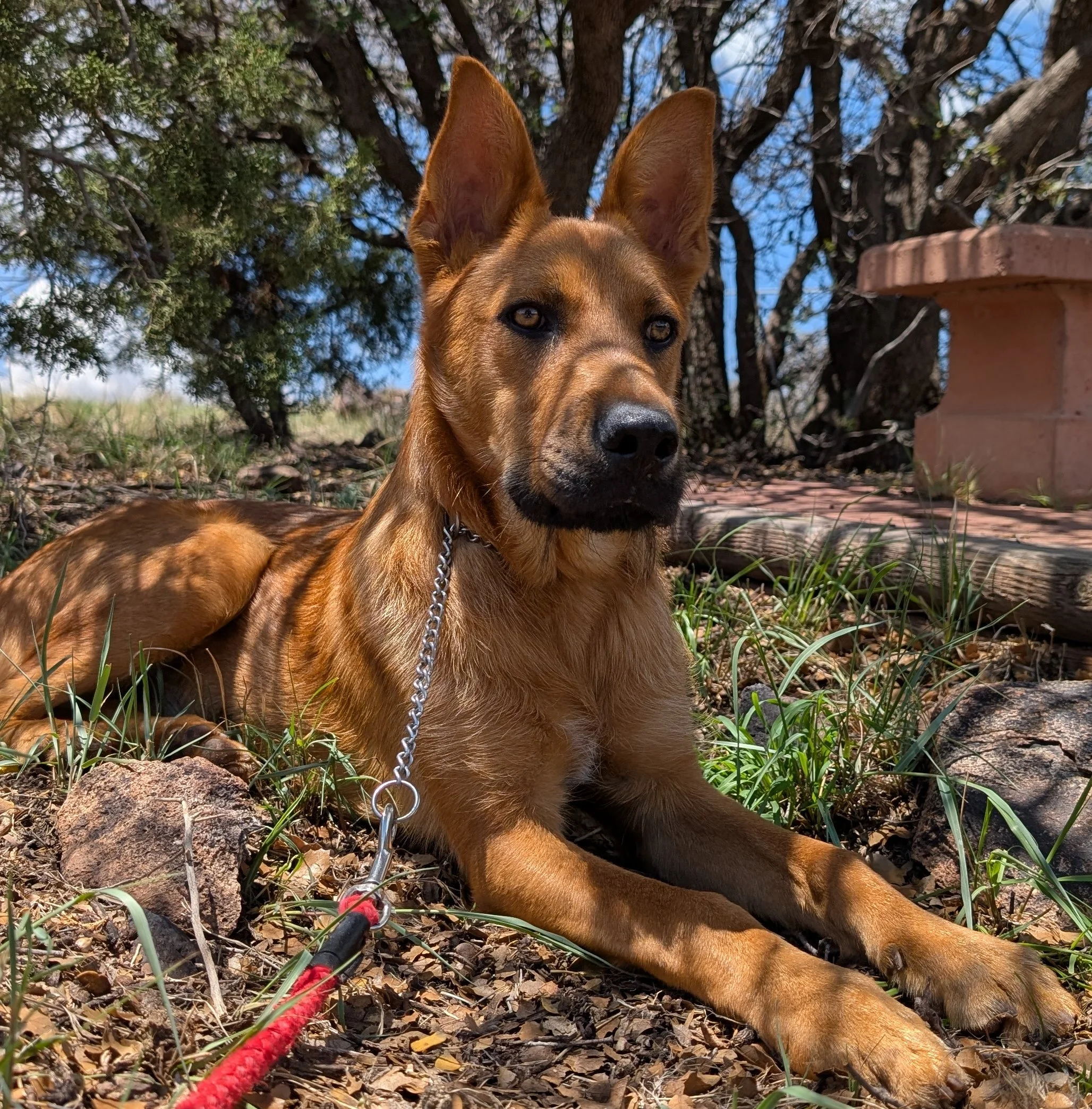 Auggie handsome.jpg