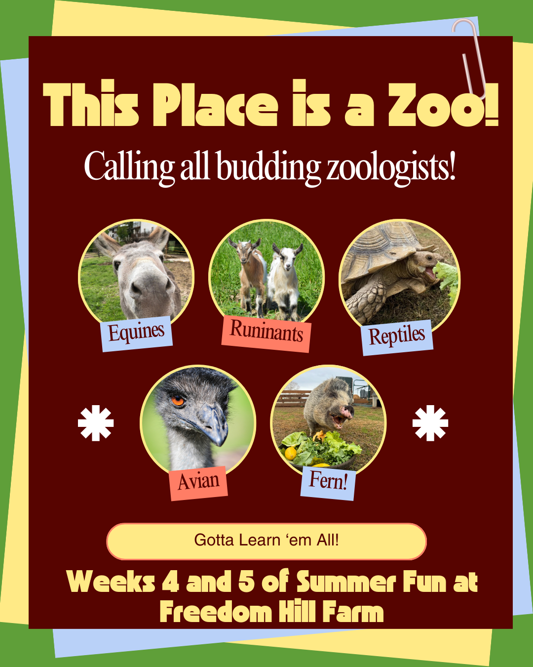 A colorful poster advertising summer fun at Freedom Hill Farm, featuring a call for budding zoologists to learn about different animals including with images of a donkey, goats, a turtle, an emu, and a pig.