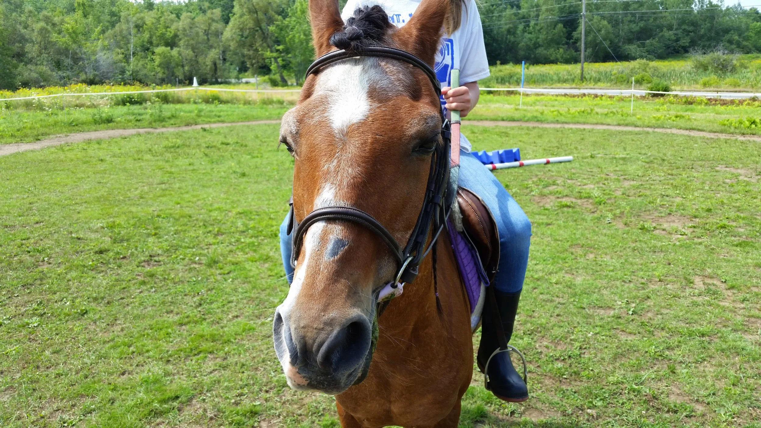 GriffinWastheBestPonyCampMountedNoFace.jpg