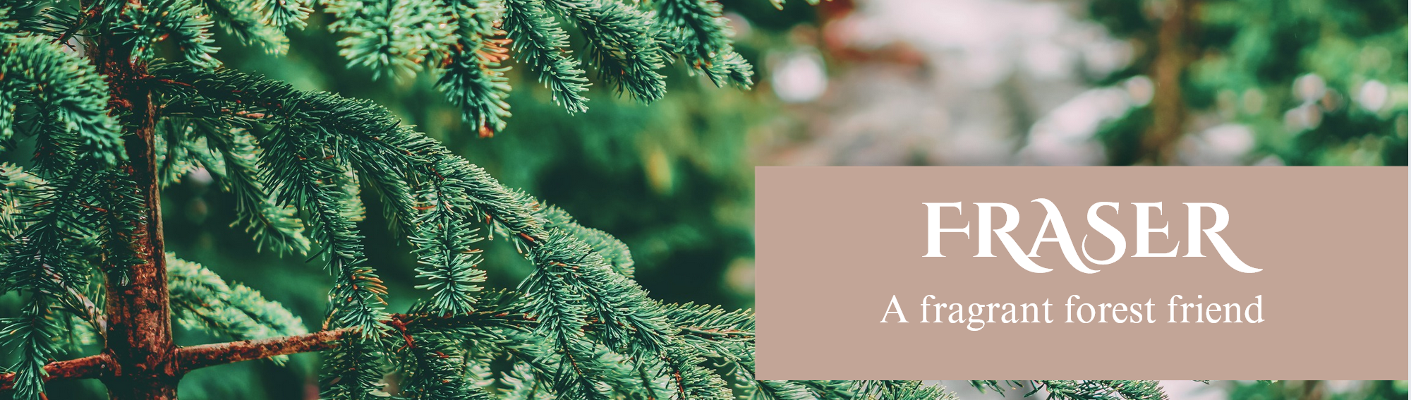 Abies Fraseri ~ Fraser Fir