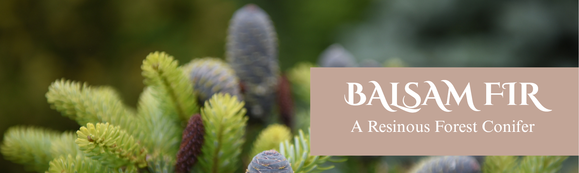 Abies Balsamea~ Balsam Fir