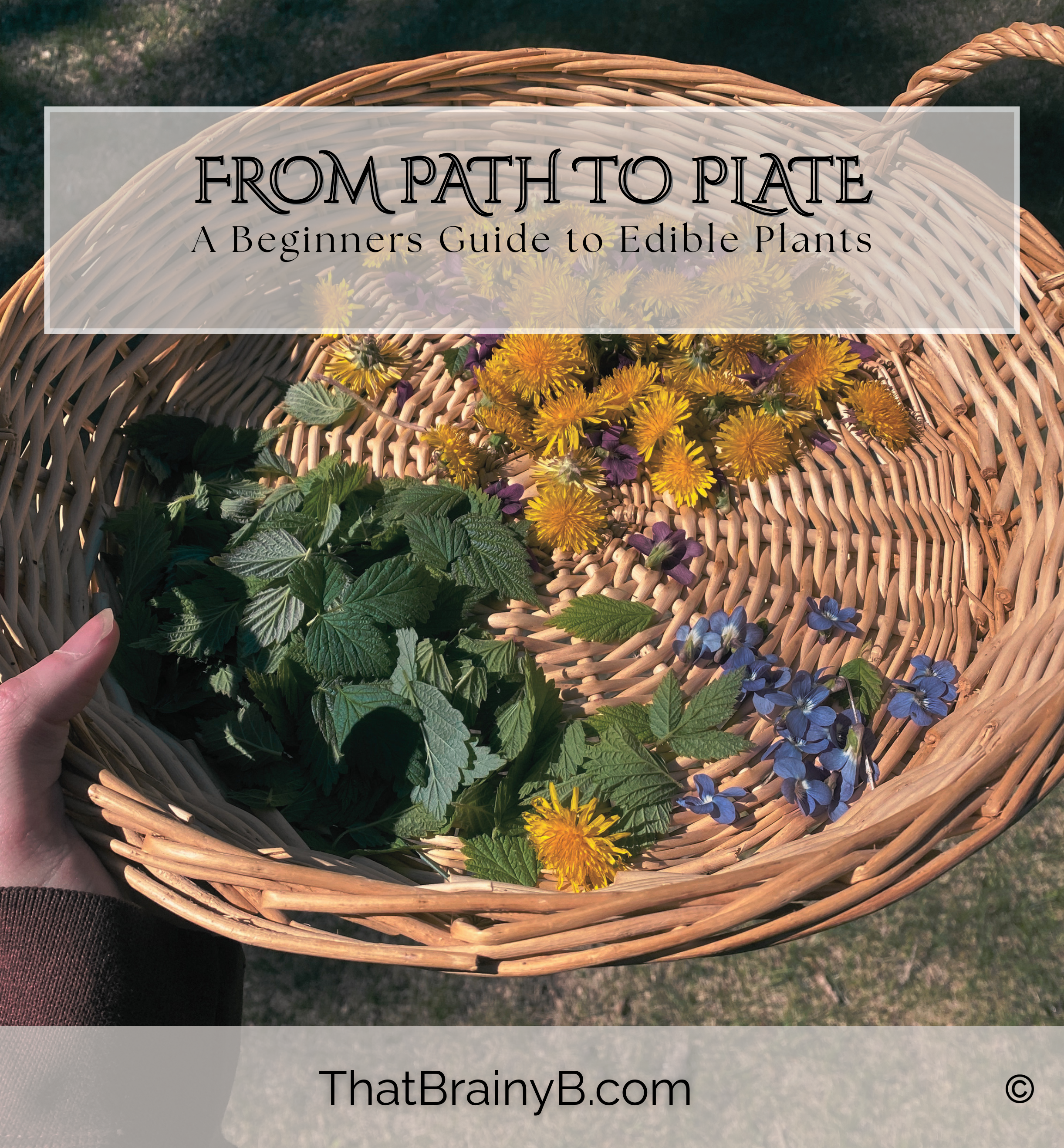 From Path to Plate | A Beginners Guide to Edible Plants