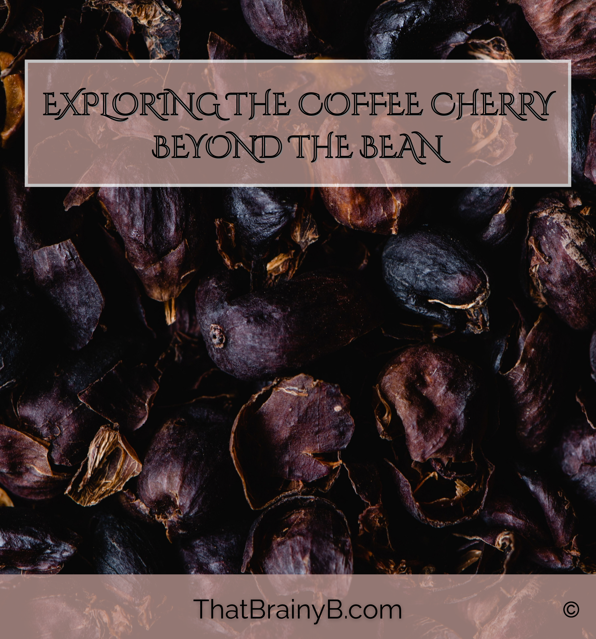 Cascara | Exploring the Coffee Cherry Beyond the Bean
