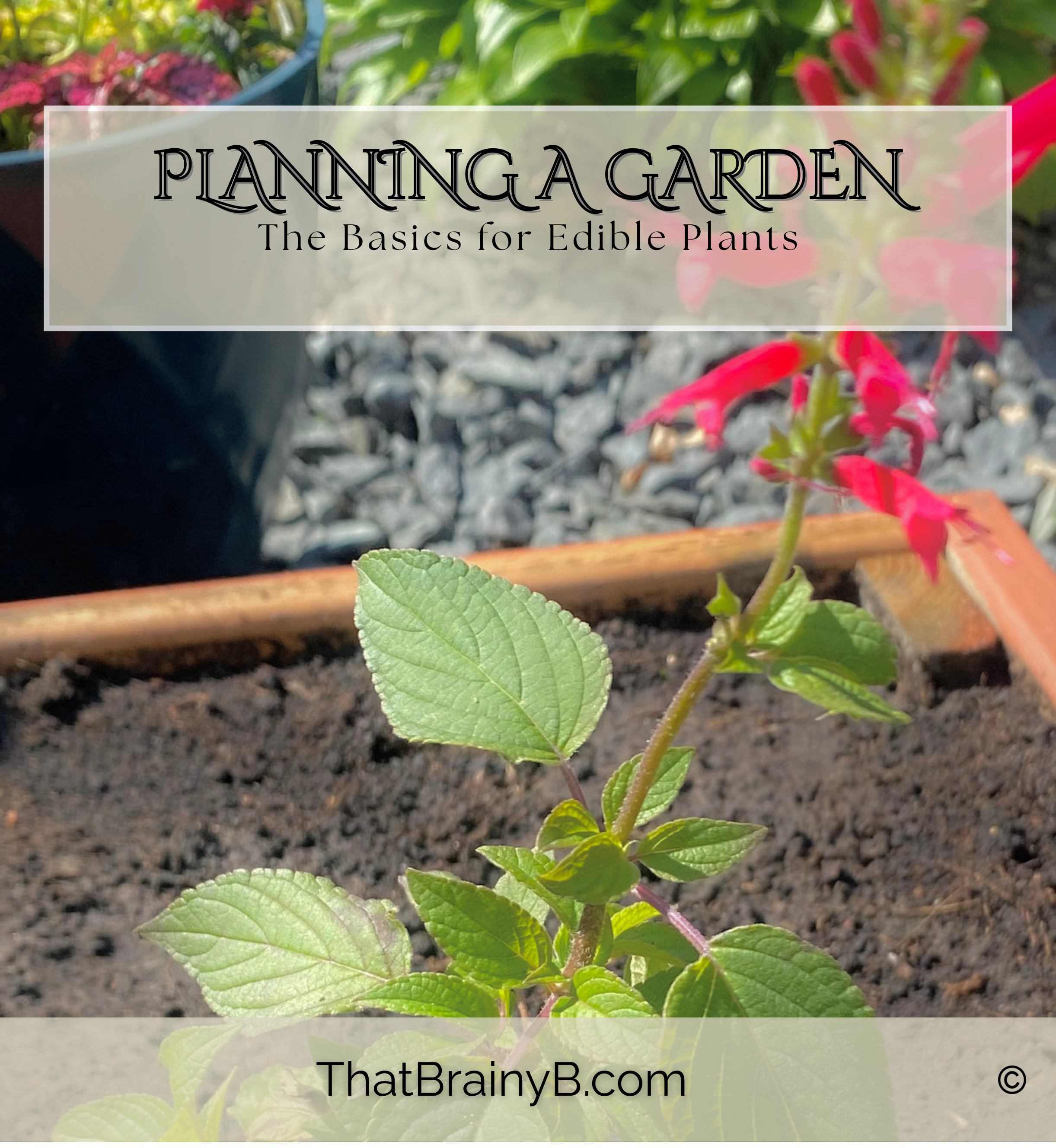 Planning a Garden of Edible Plants | The Basics