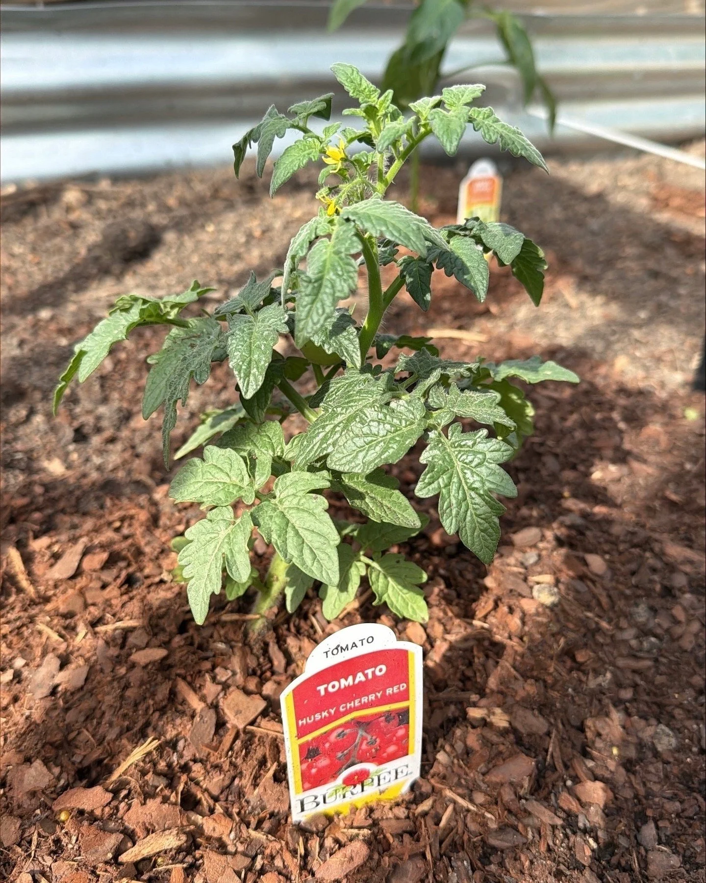 A big thanks to volunteer Nicole for getting our garden beds into shape! Now full of vegetables and flowers that we get to share with the community! ⁠
⁠
What's in the garden:⁠
🐌 sweet &amp; hot peppers⁠
🌿 basil, dill. &amp; rosemary herbs⁠
🍅 tomat