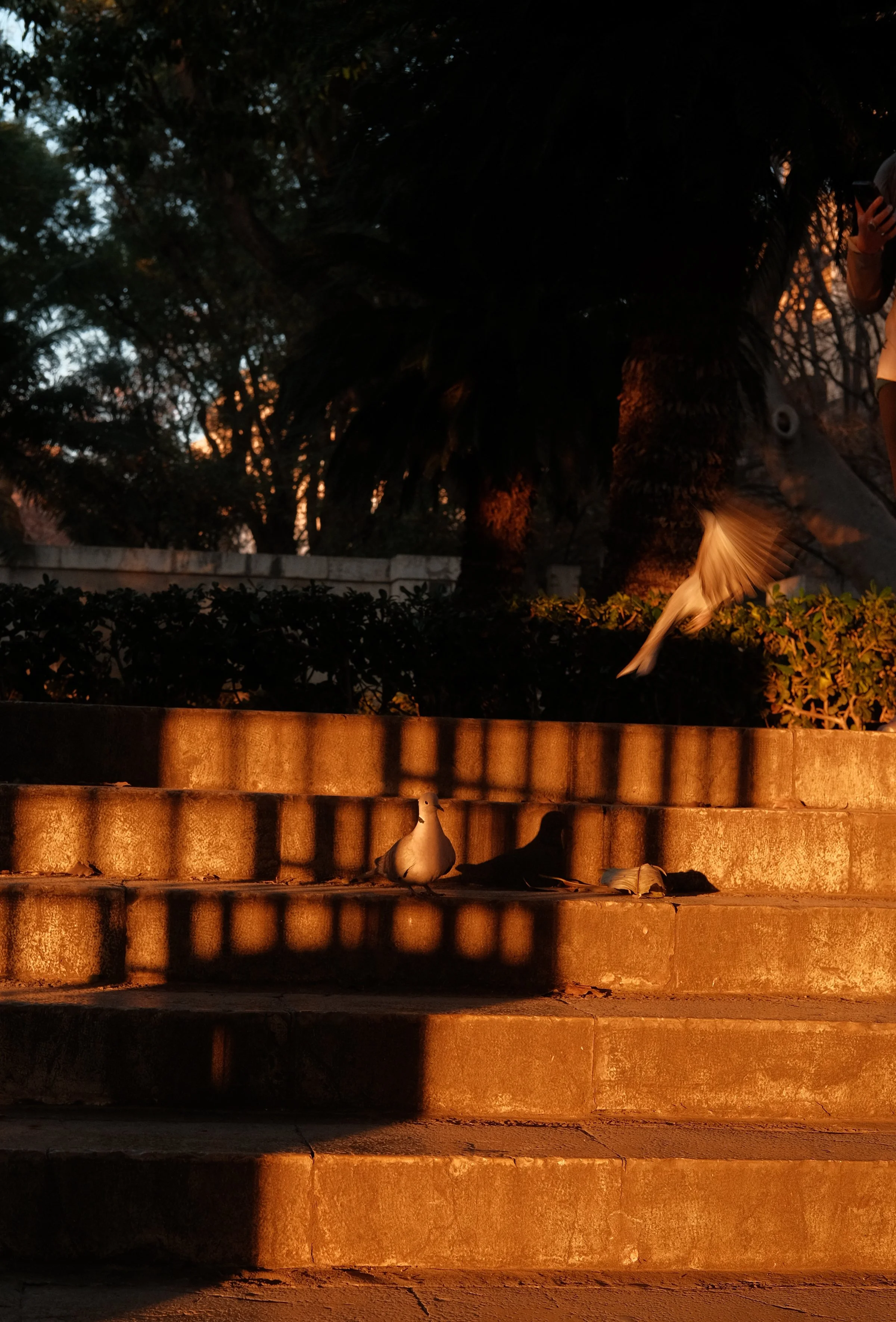 DSCF8065.jpg
